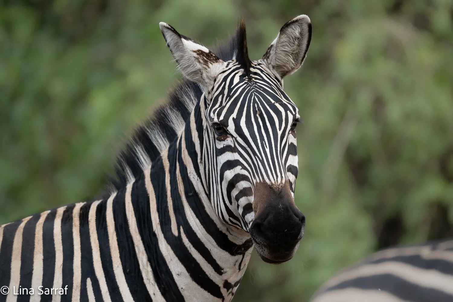  Africa Z9D_14931312.jpg