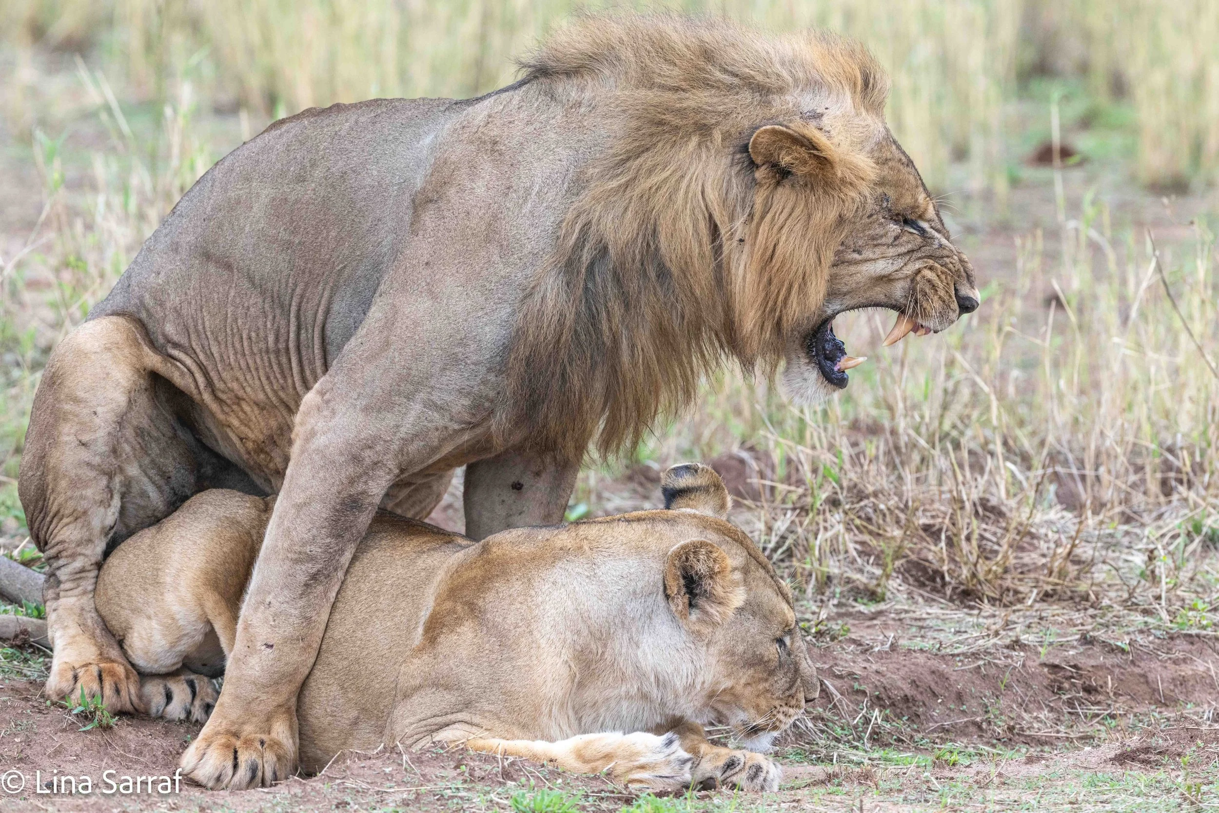  wildlife-88.jpg