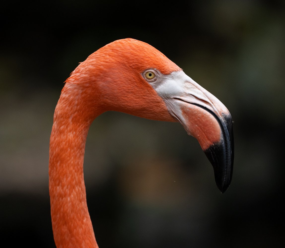 FloridaZ9D_69511116.jpg