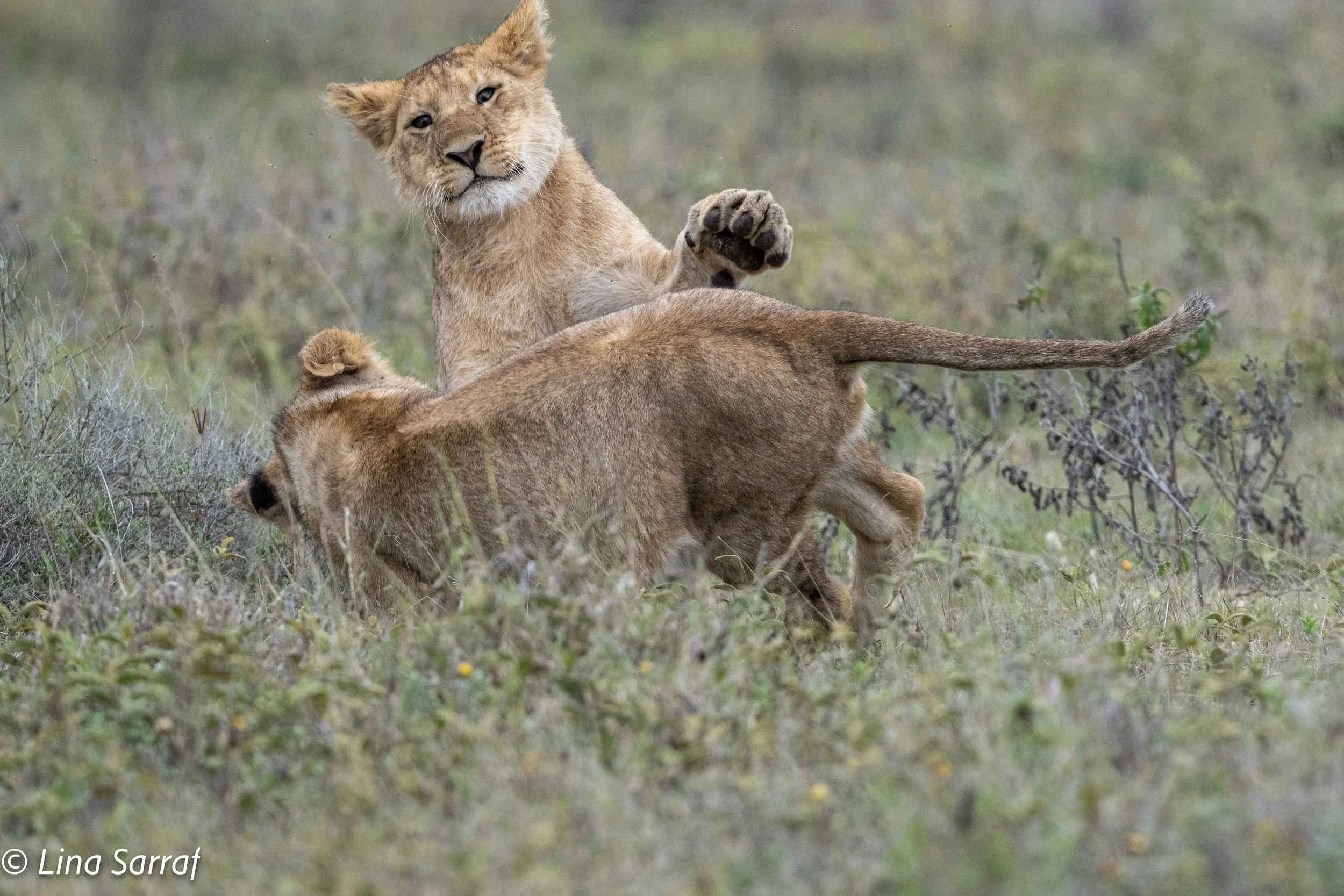  wildlife-964.jpg