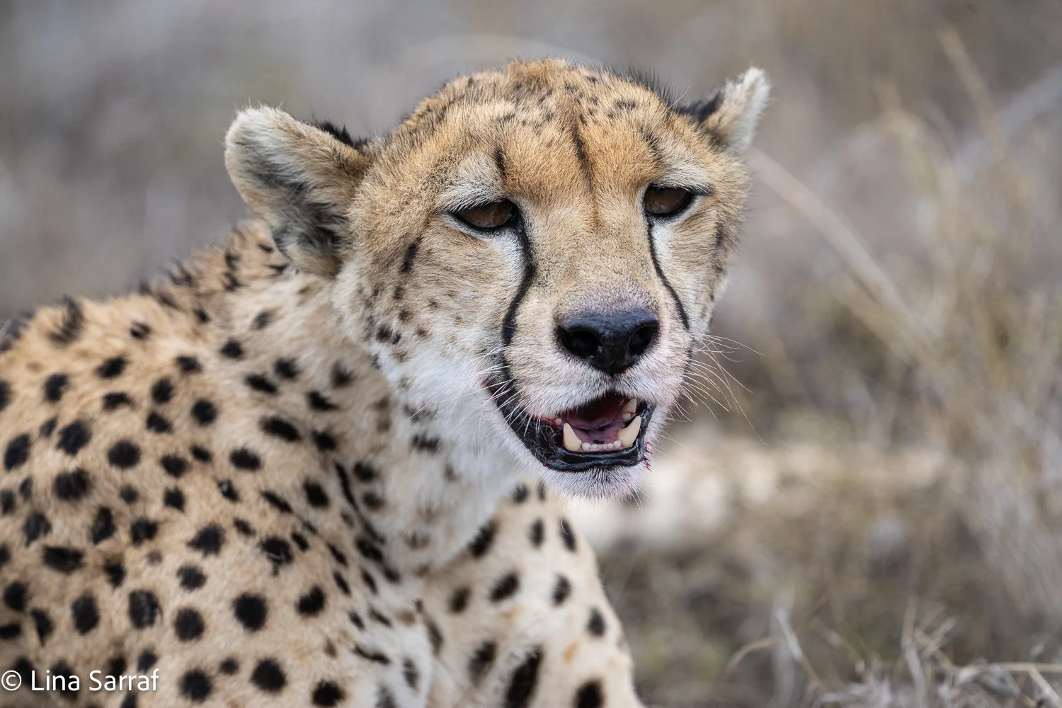  Africa Z9D_43681403.jpg