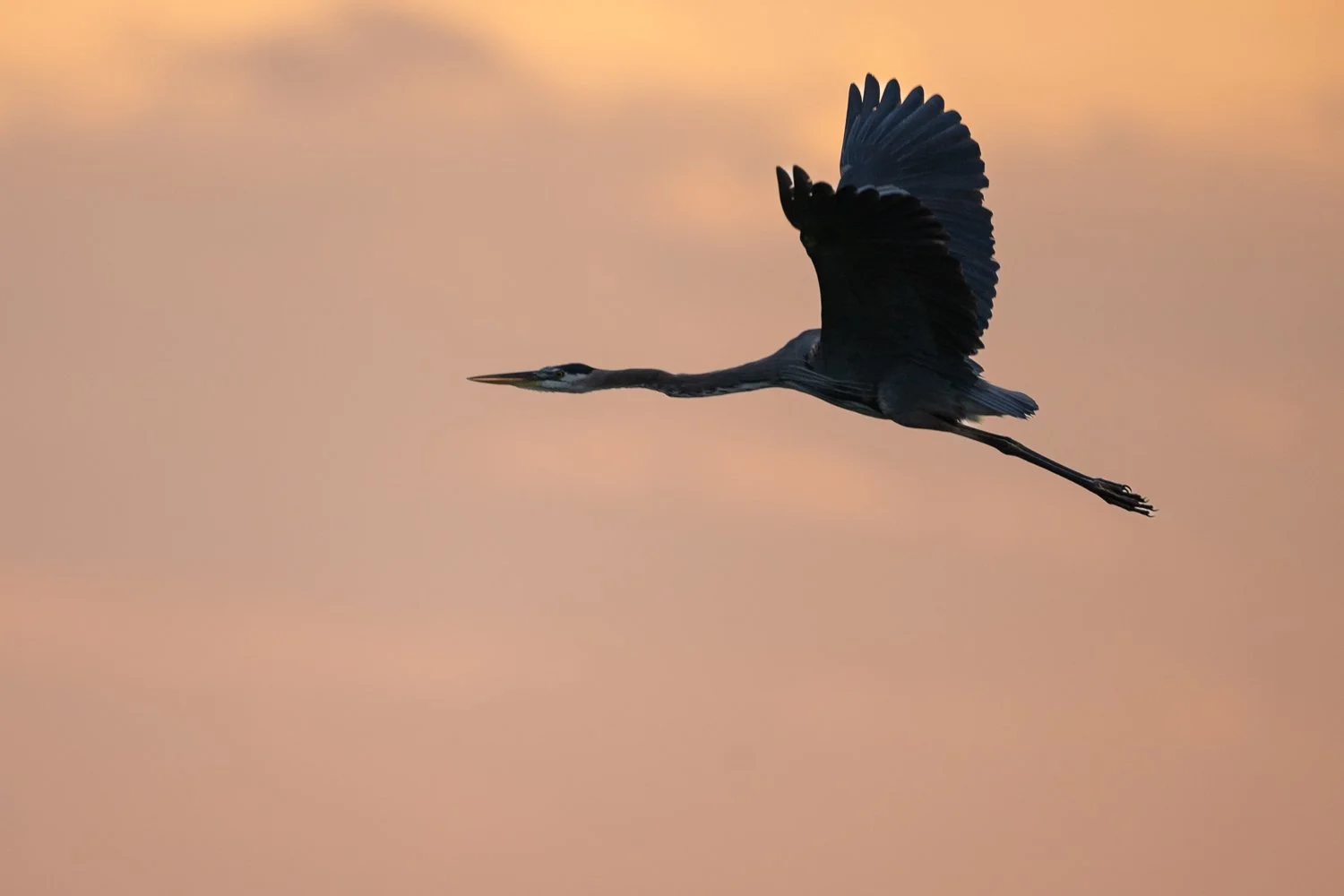 FloridaZ9D_8318610.jpg