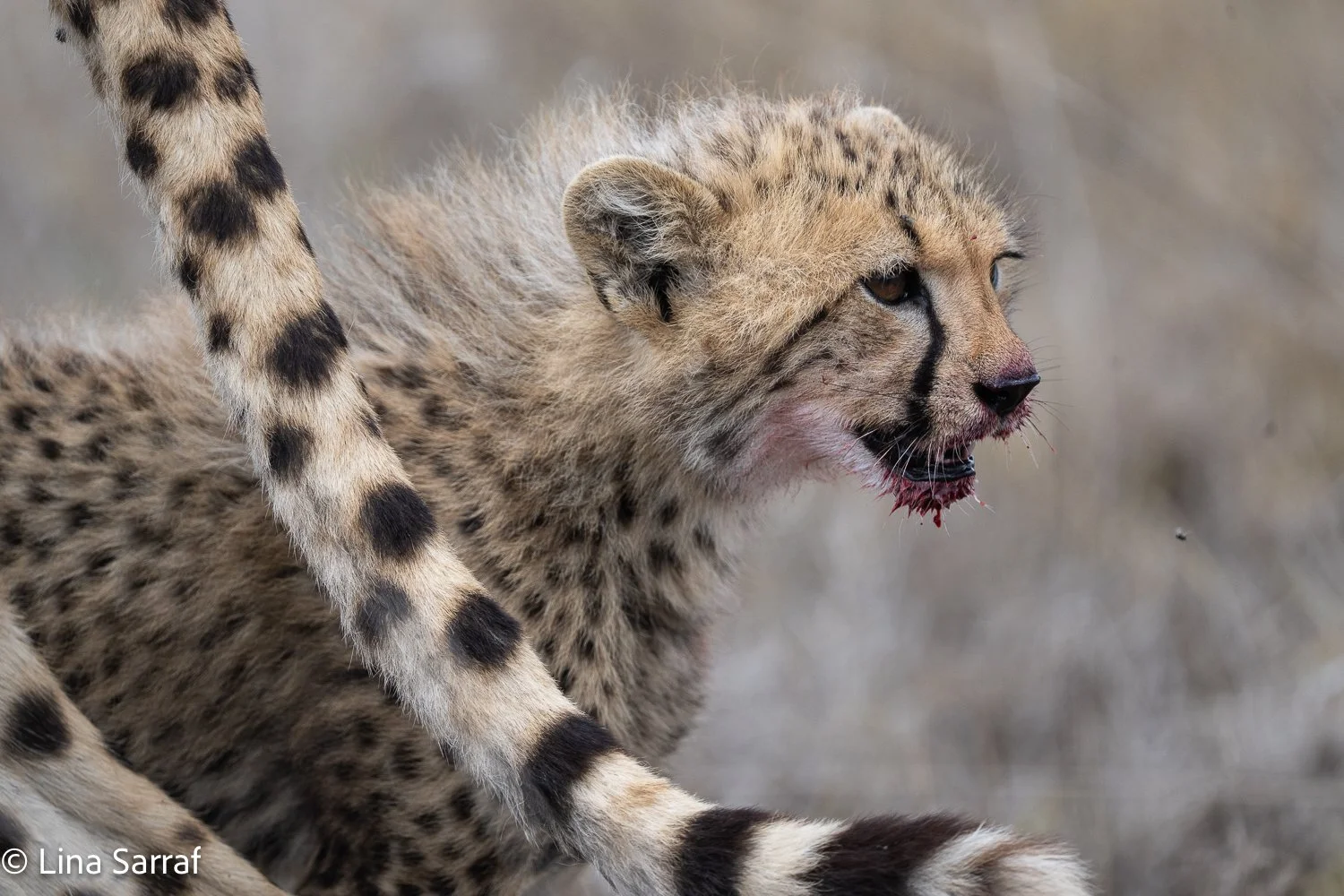  Africa Z9D_44061434.jpg