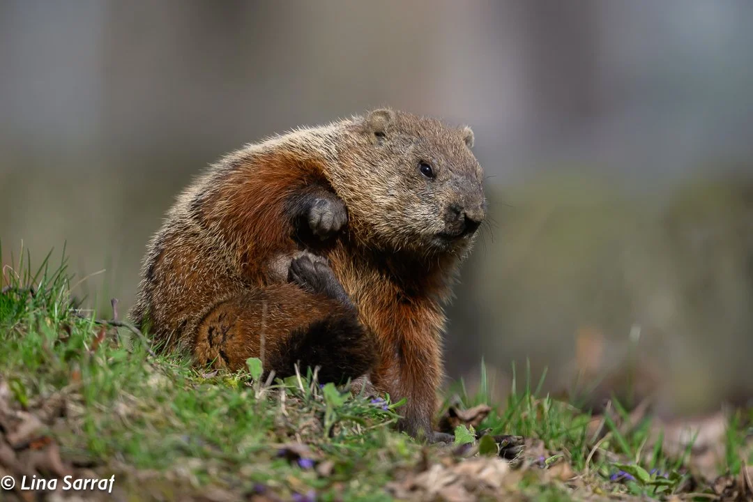 Hedgehog
