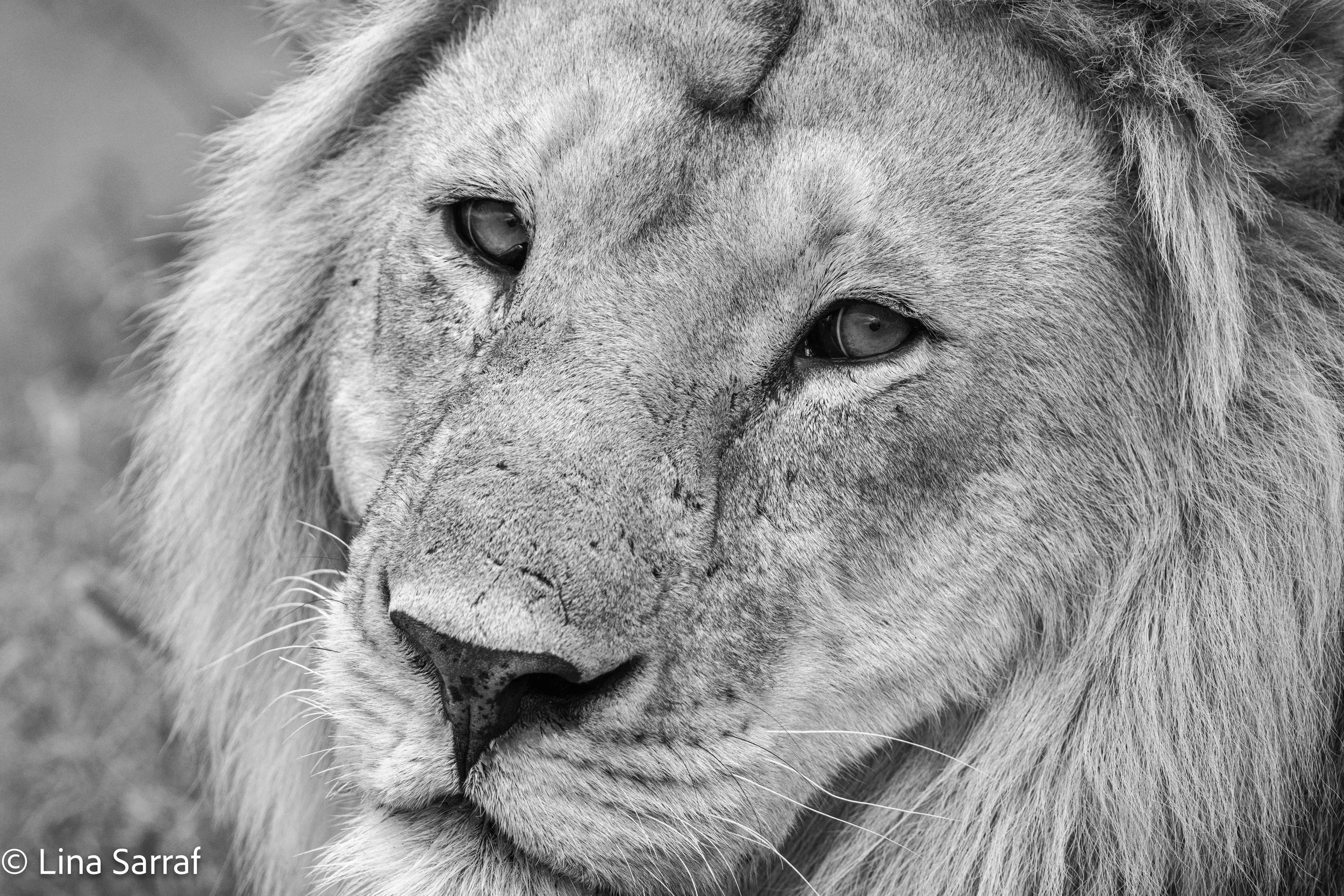  wildlife-53.jpg