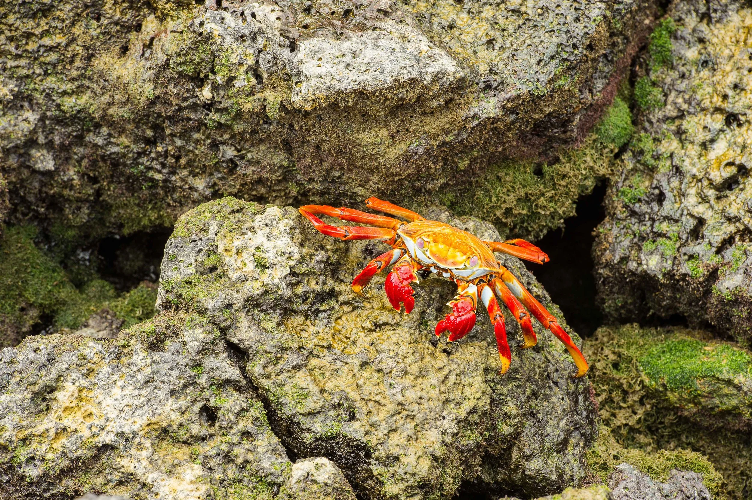 A bright red and orange crab on moss-covered rocks.
