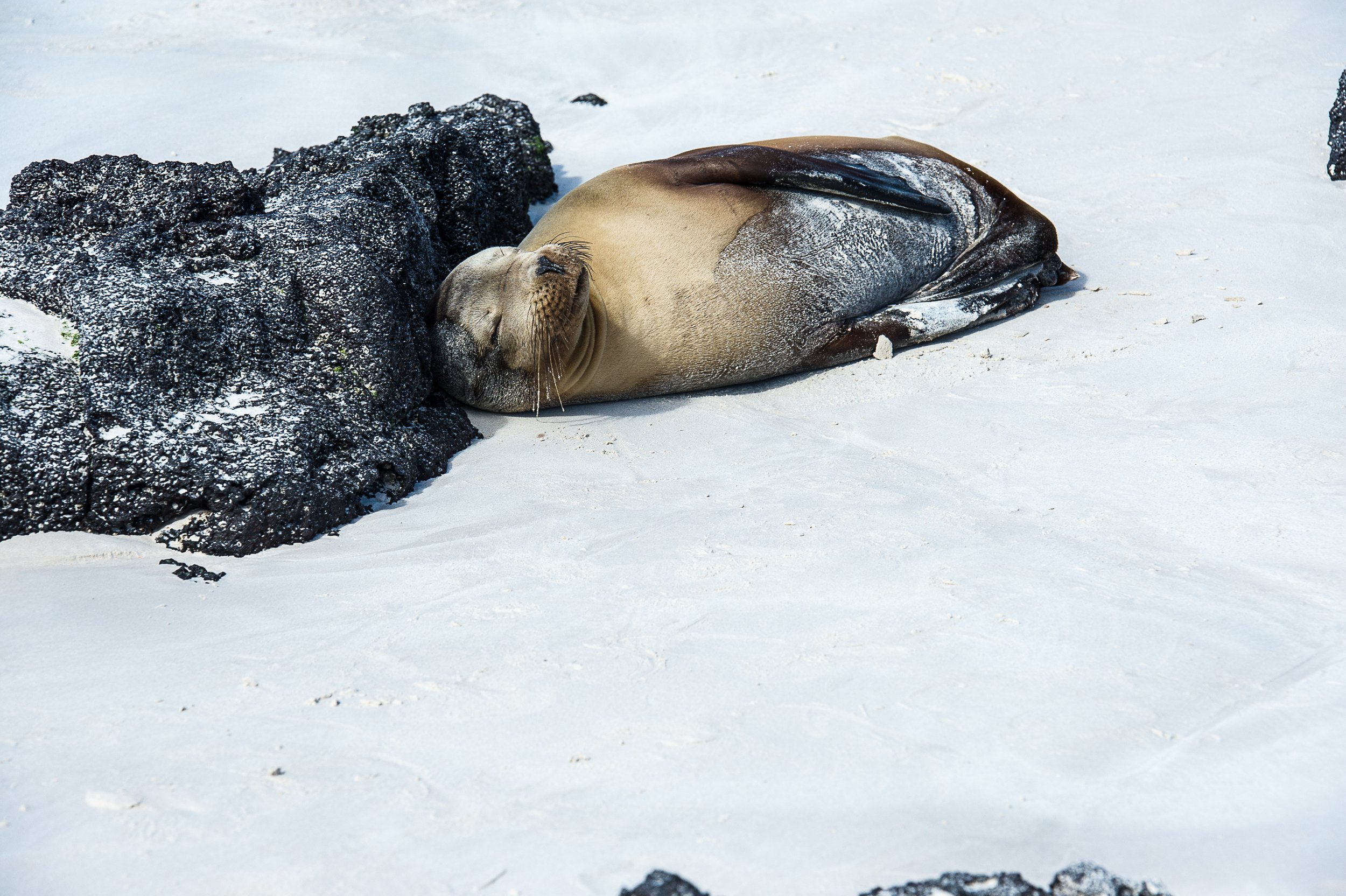 A seal resting on white sand, with its head resting against a black rock.