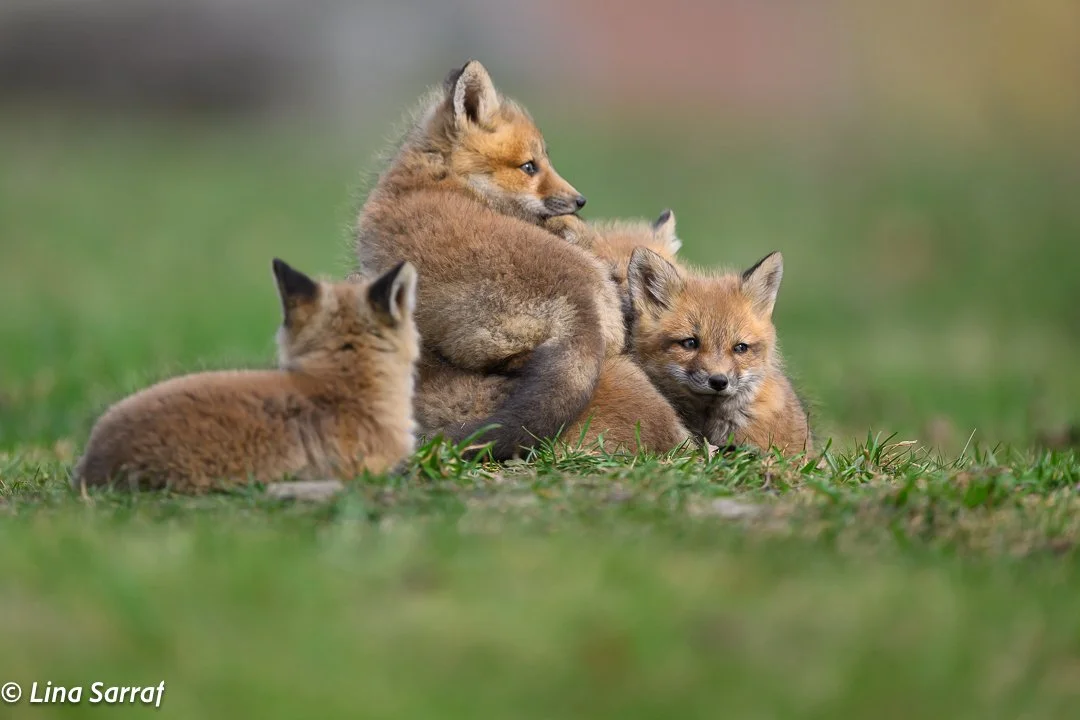 Red Fox Cubs
