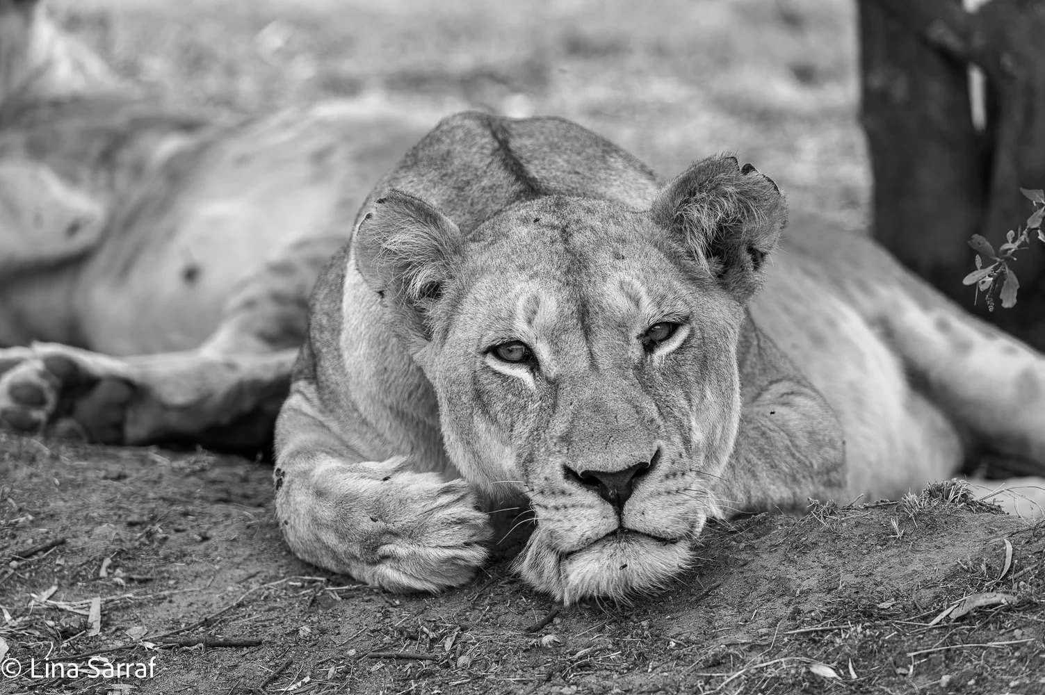 AfricaDSC_010177.jpg