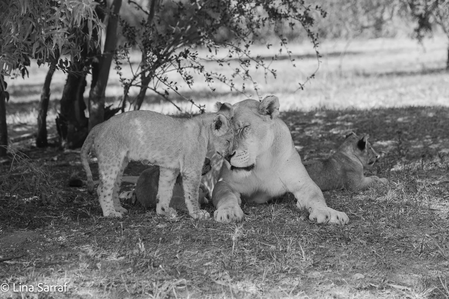 AfricaDSC_969237.jpg