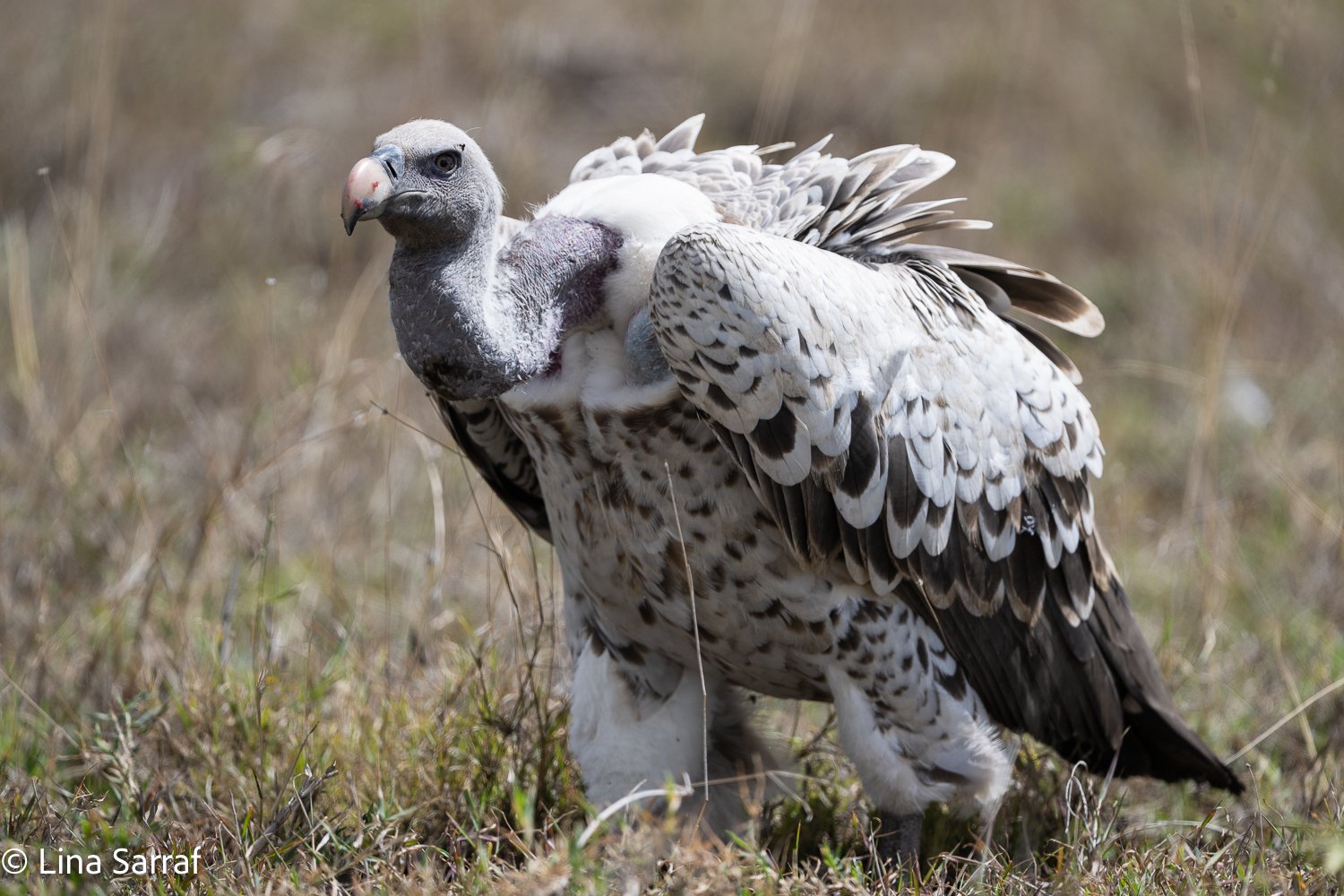  Africa Z9D_48481831.jpg