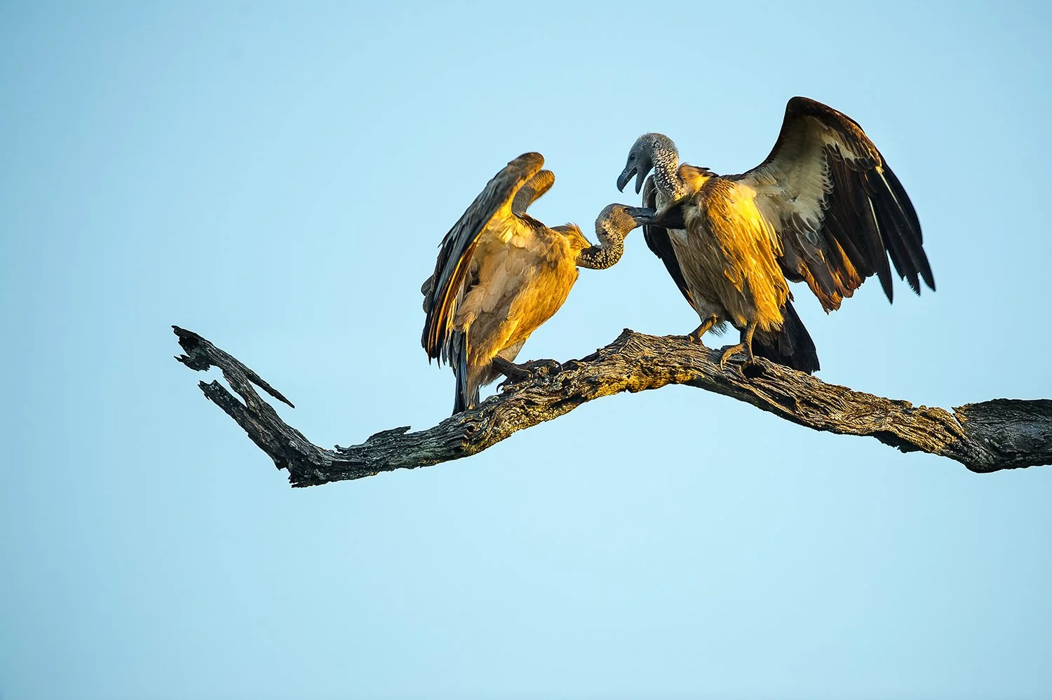  LinaSarraf_Vulture.jpg