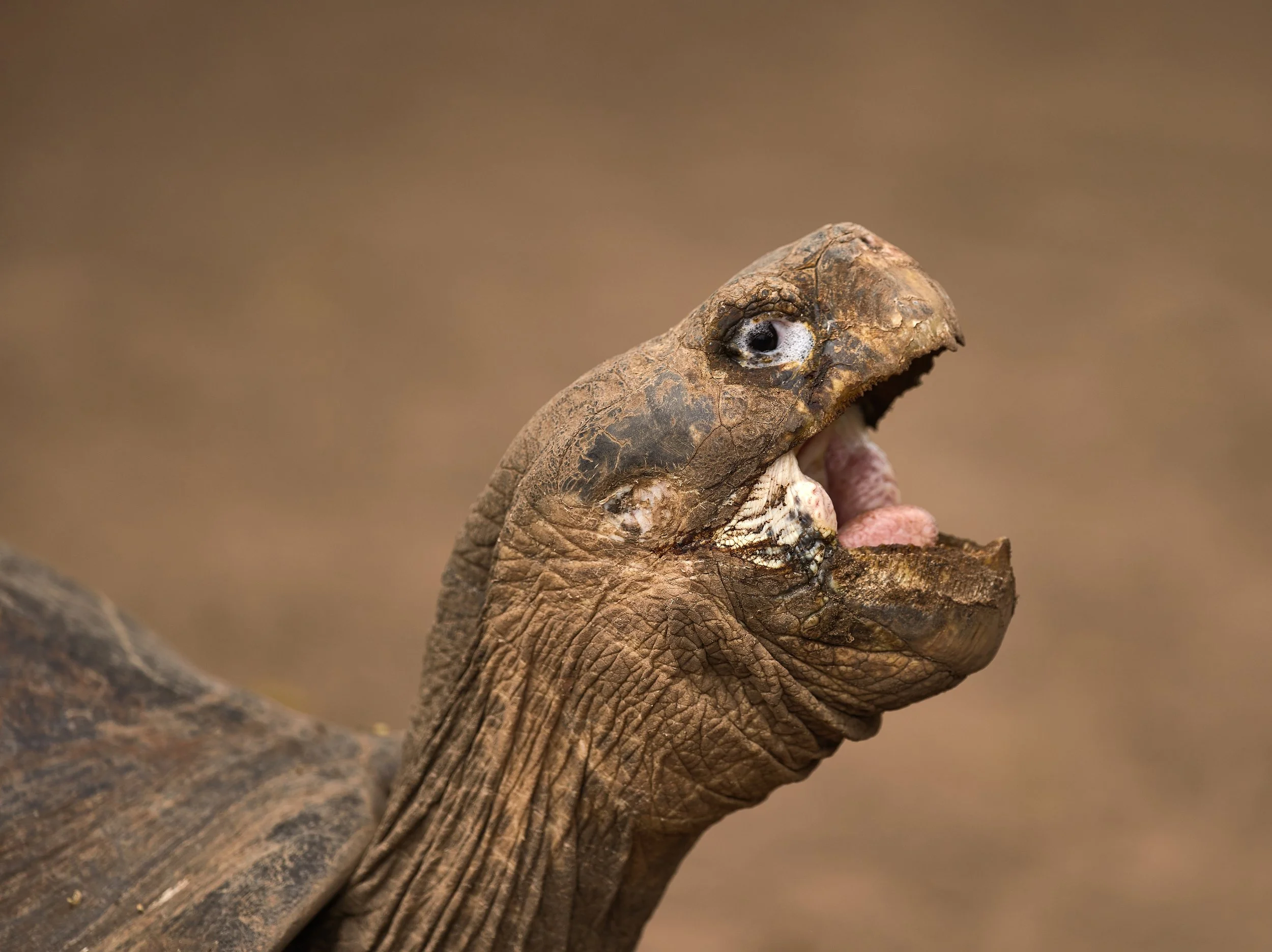 Galapagos Mamiya 464.jpg