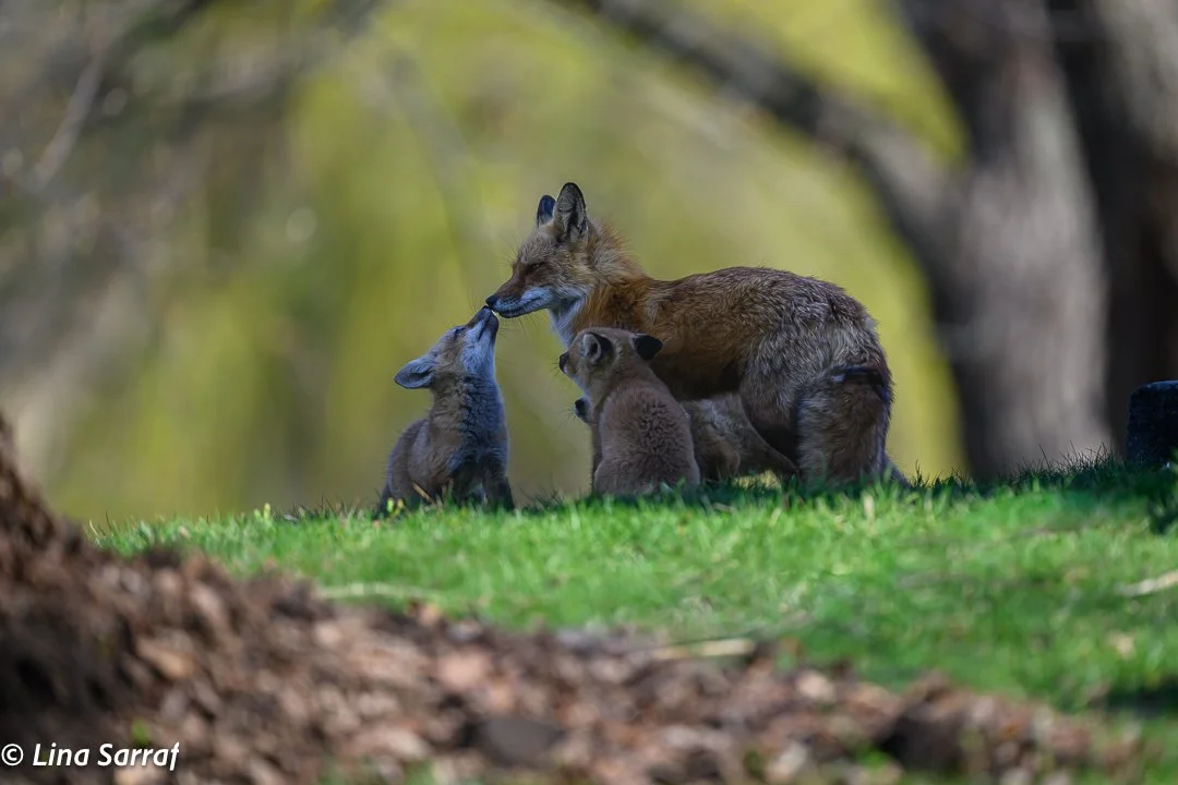 Red Fox Mom and Cubs