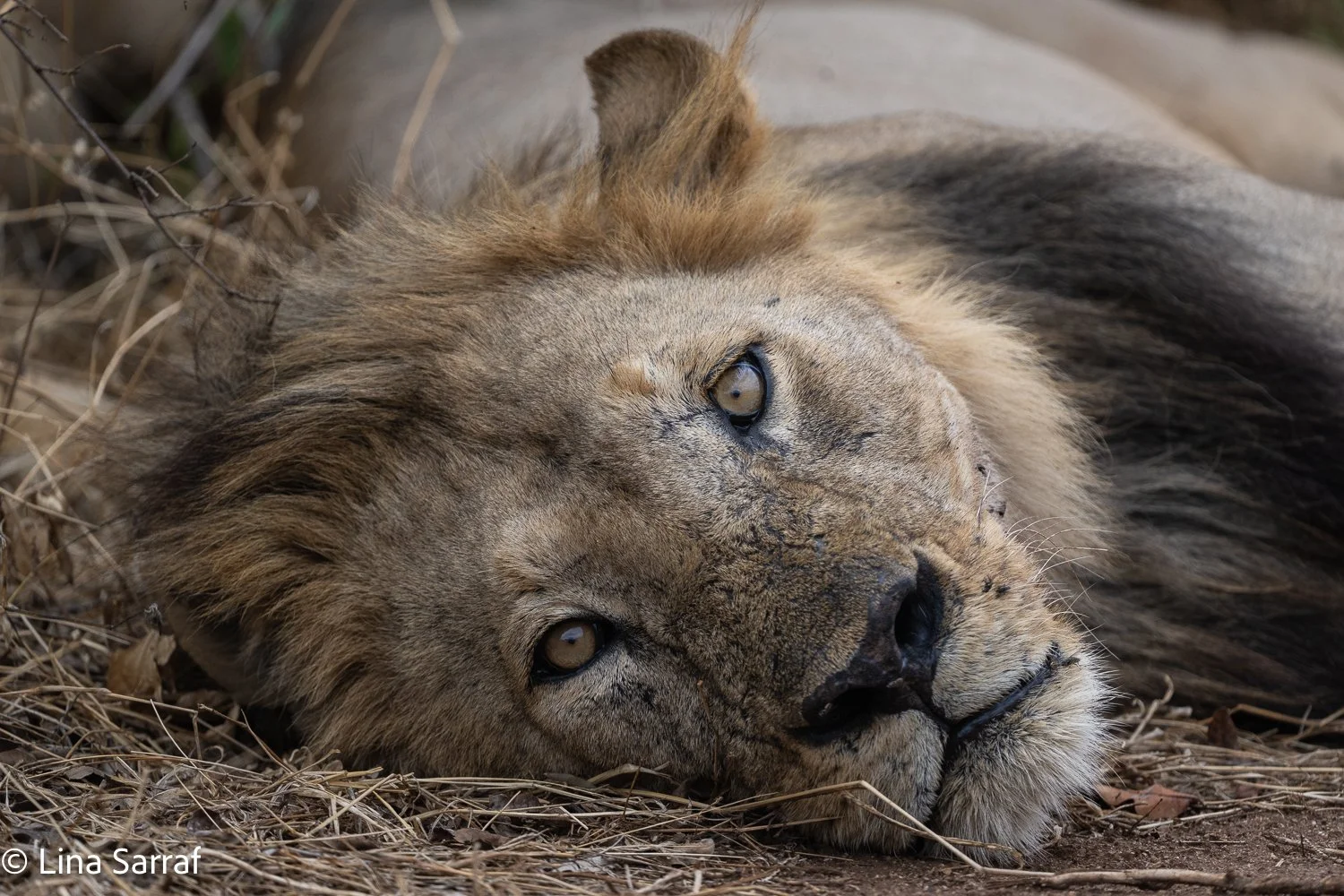  Africa Z9D_0851824.jpg