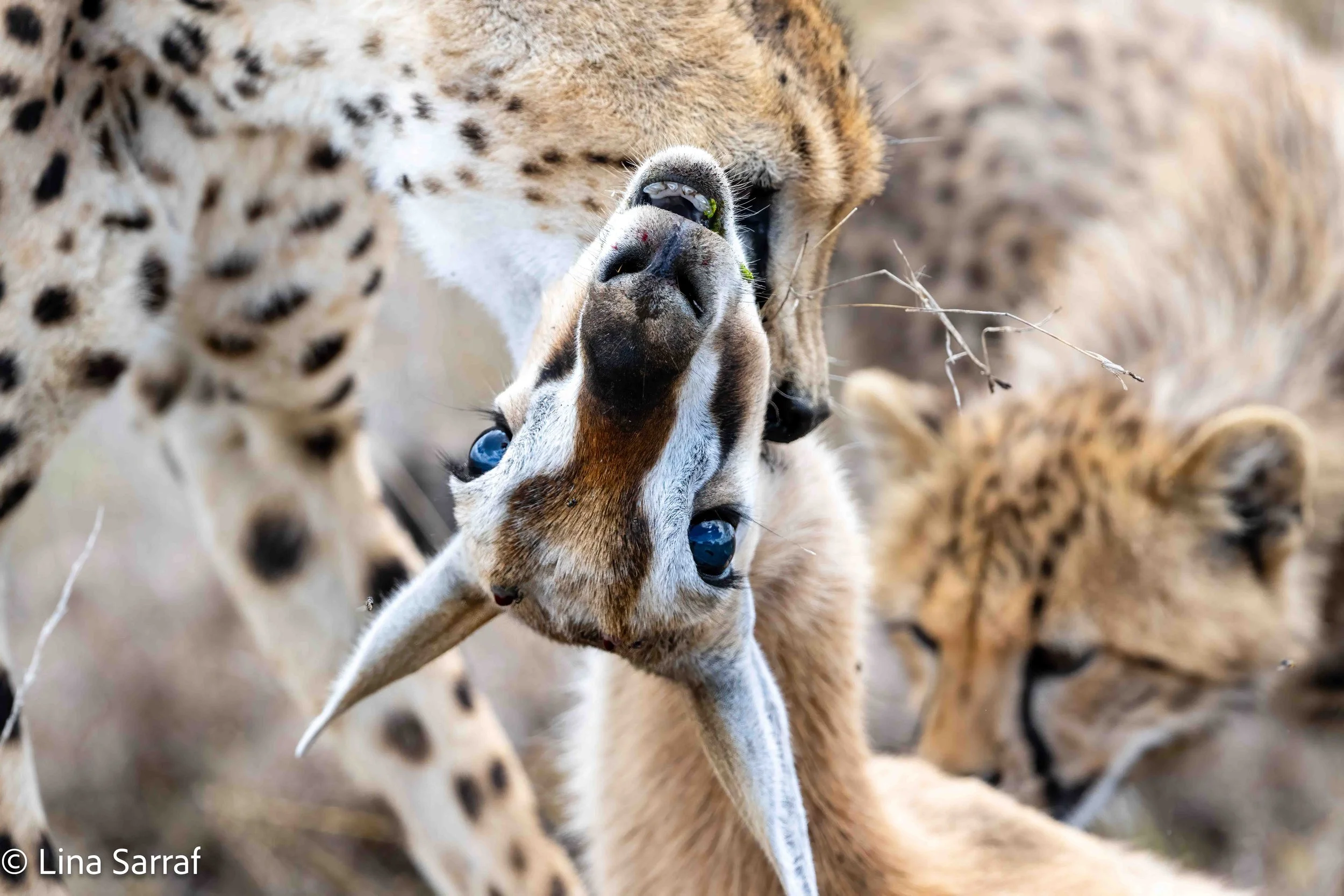  wildlife-18.jpg