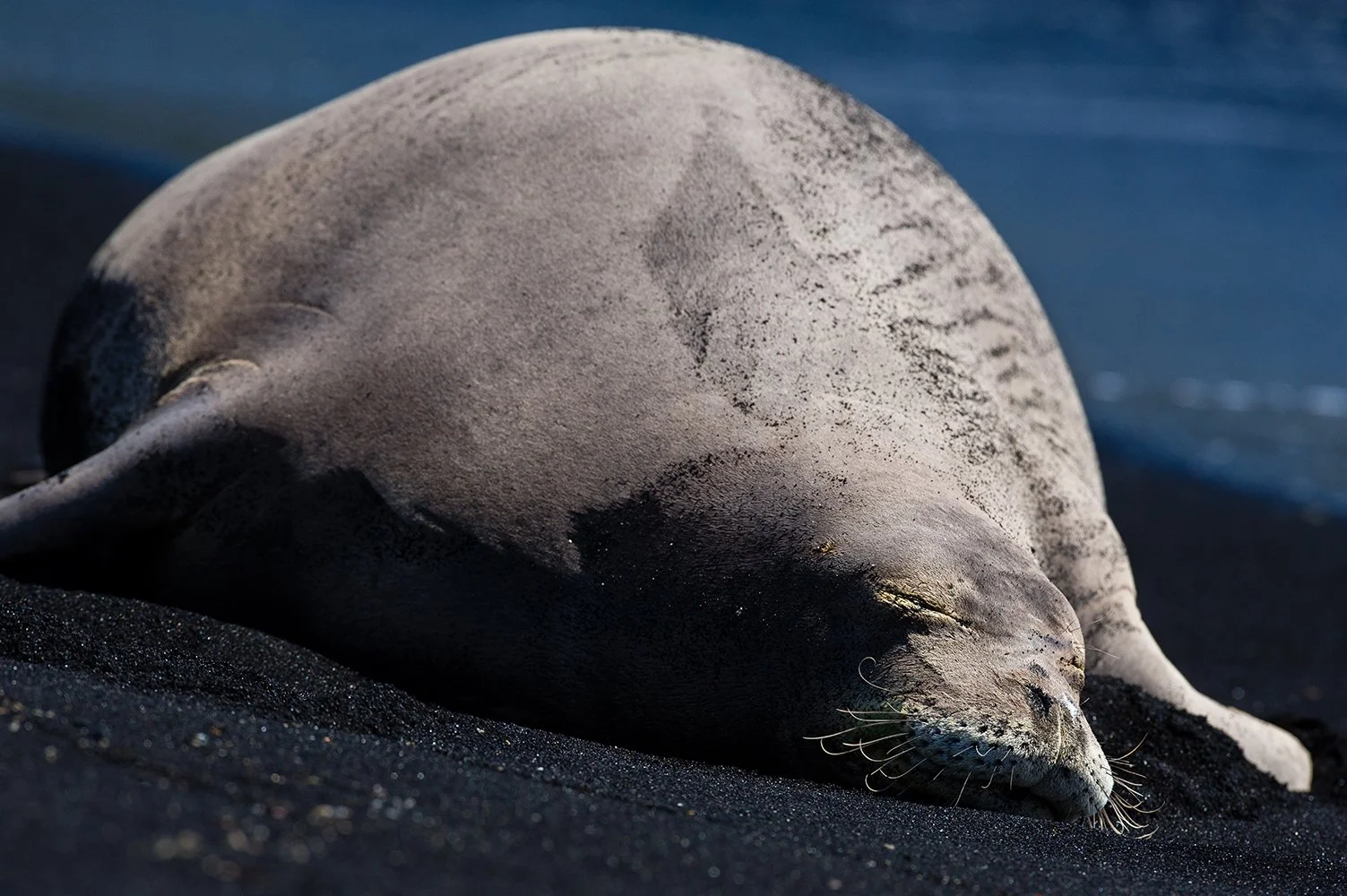  LinaSarraf_Monkseal.jpg