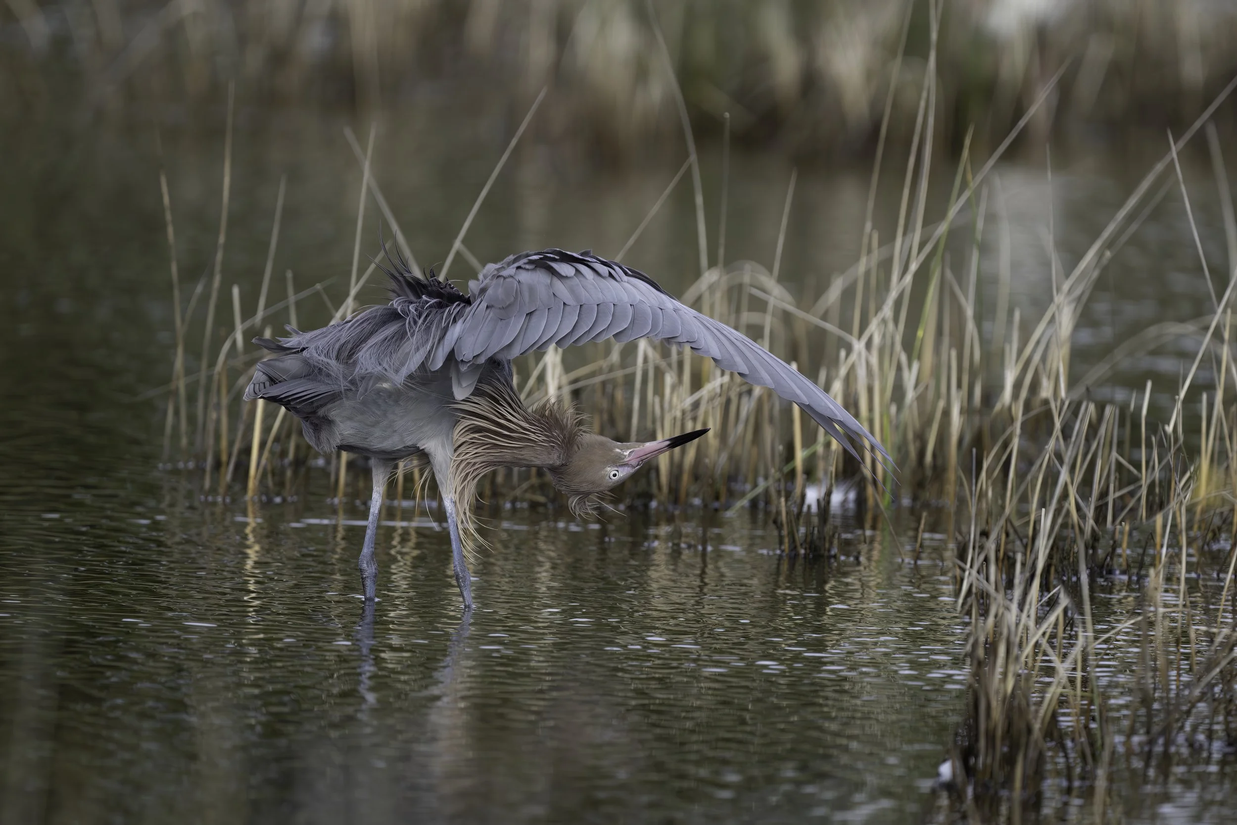 untitled--4-topaz-denoise-enhance-sharpen copy 2.jpeg