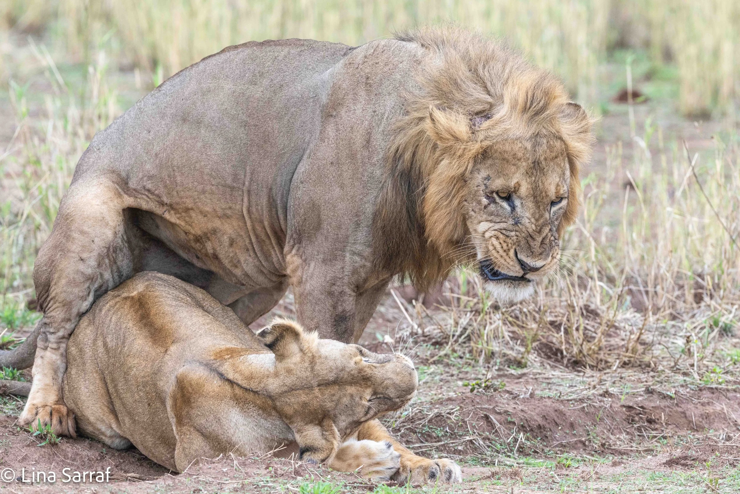  wildlife-99.jpg