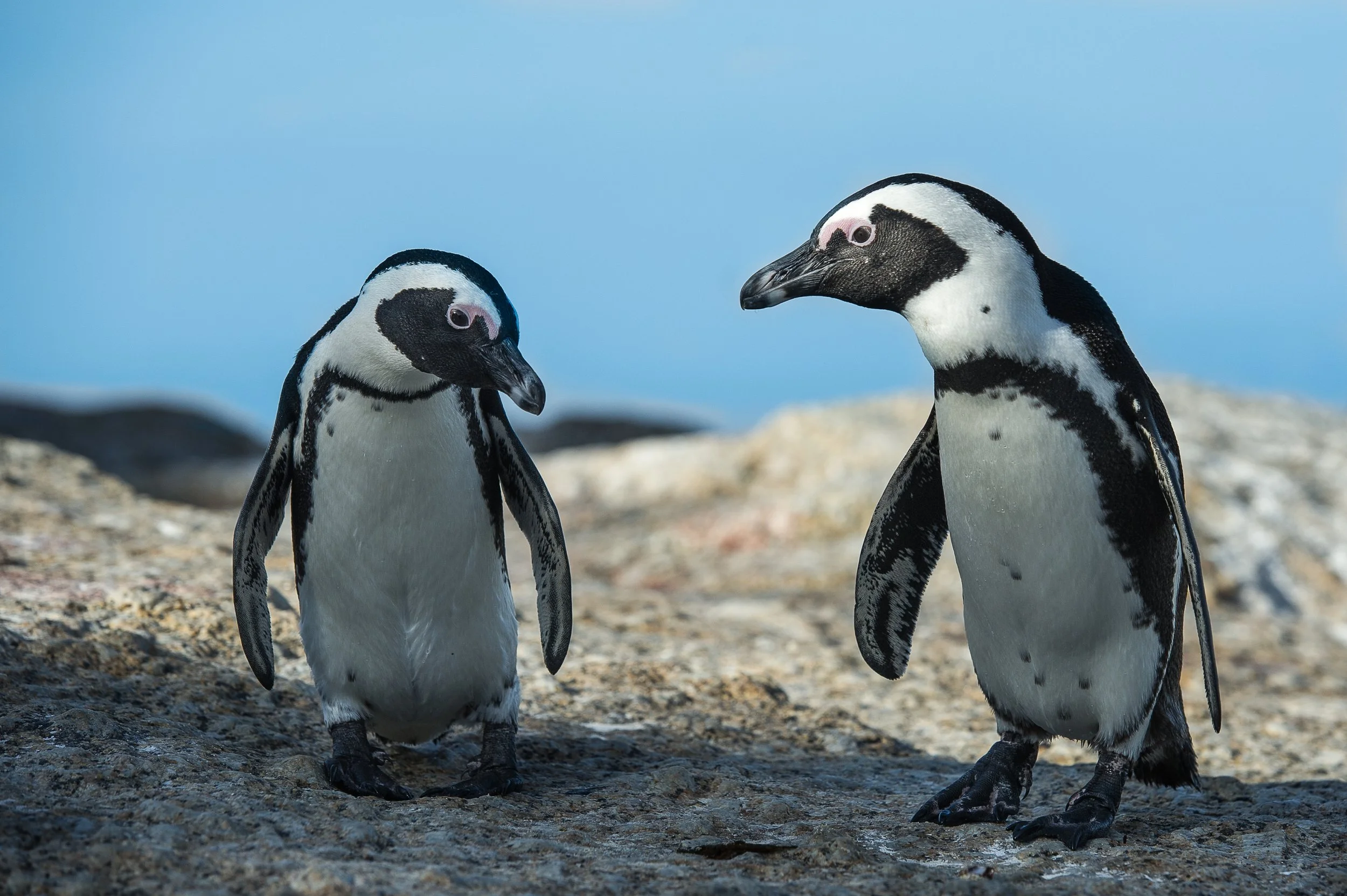  penguin-2 2.jpg