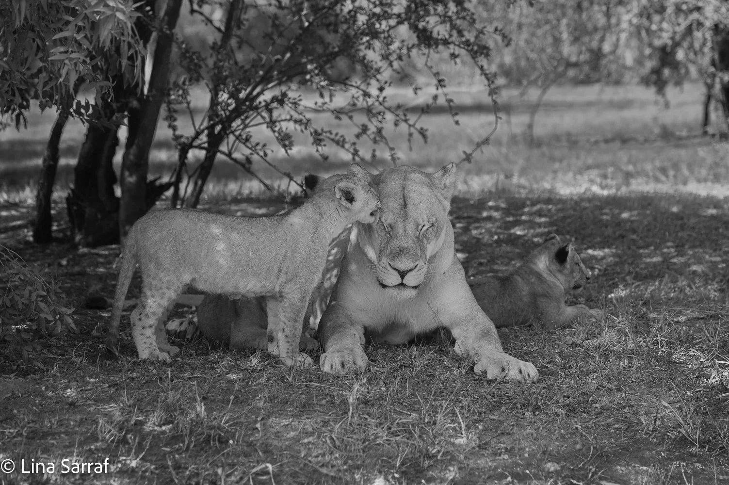  AfricaDSC_970447.jpg