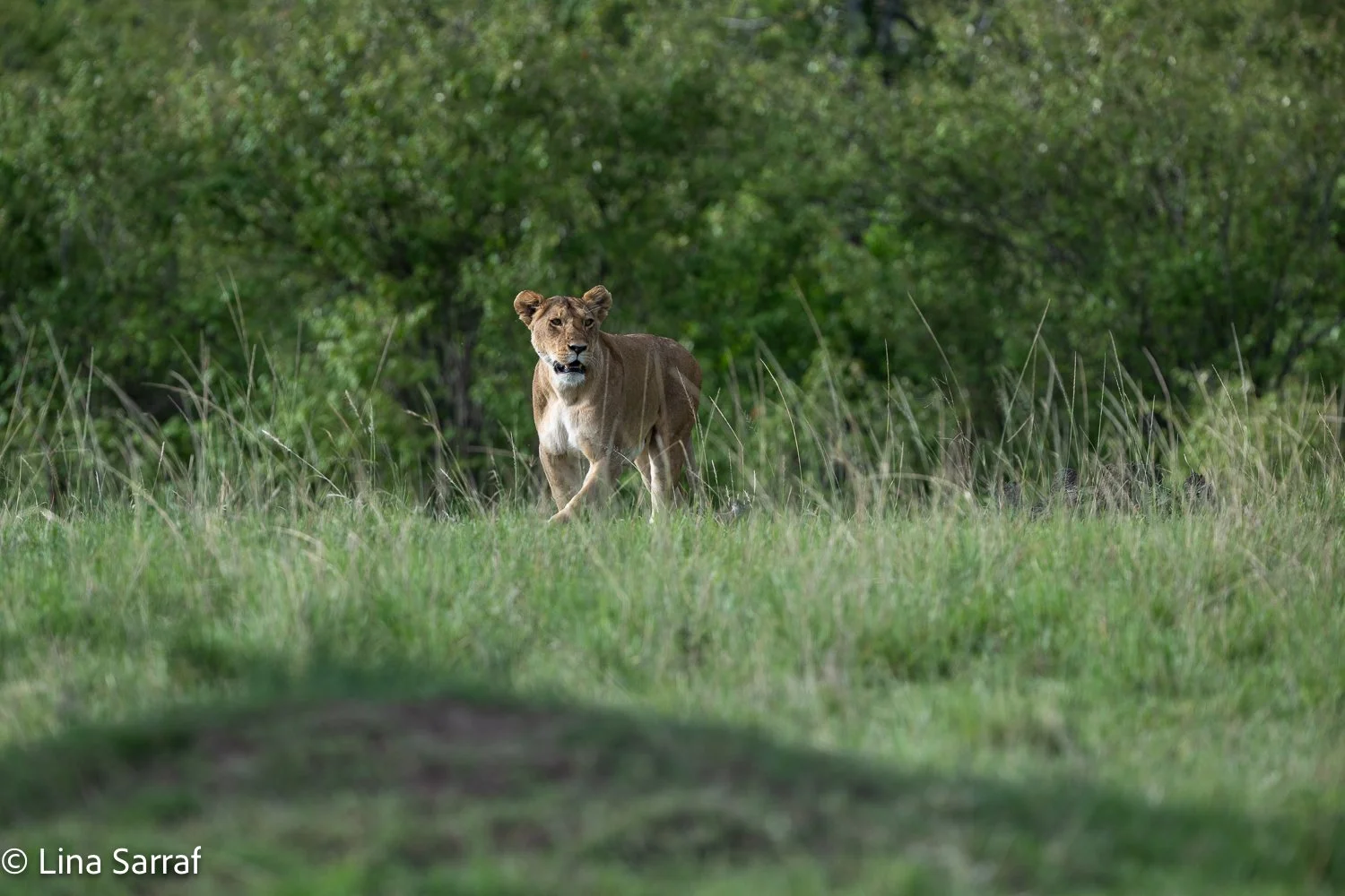  Africa Z9D_1009717.jpg