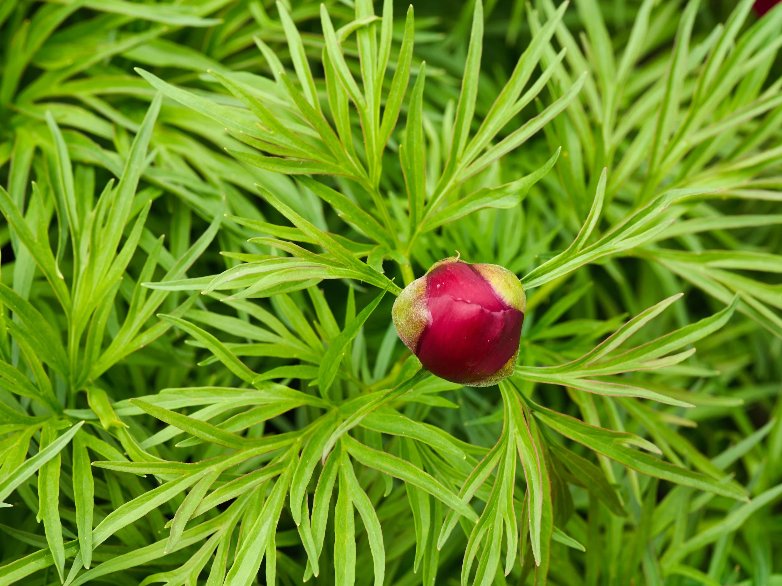 A close-up of a partially hidden red peony flower bud surrounded by green feathery leaves.