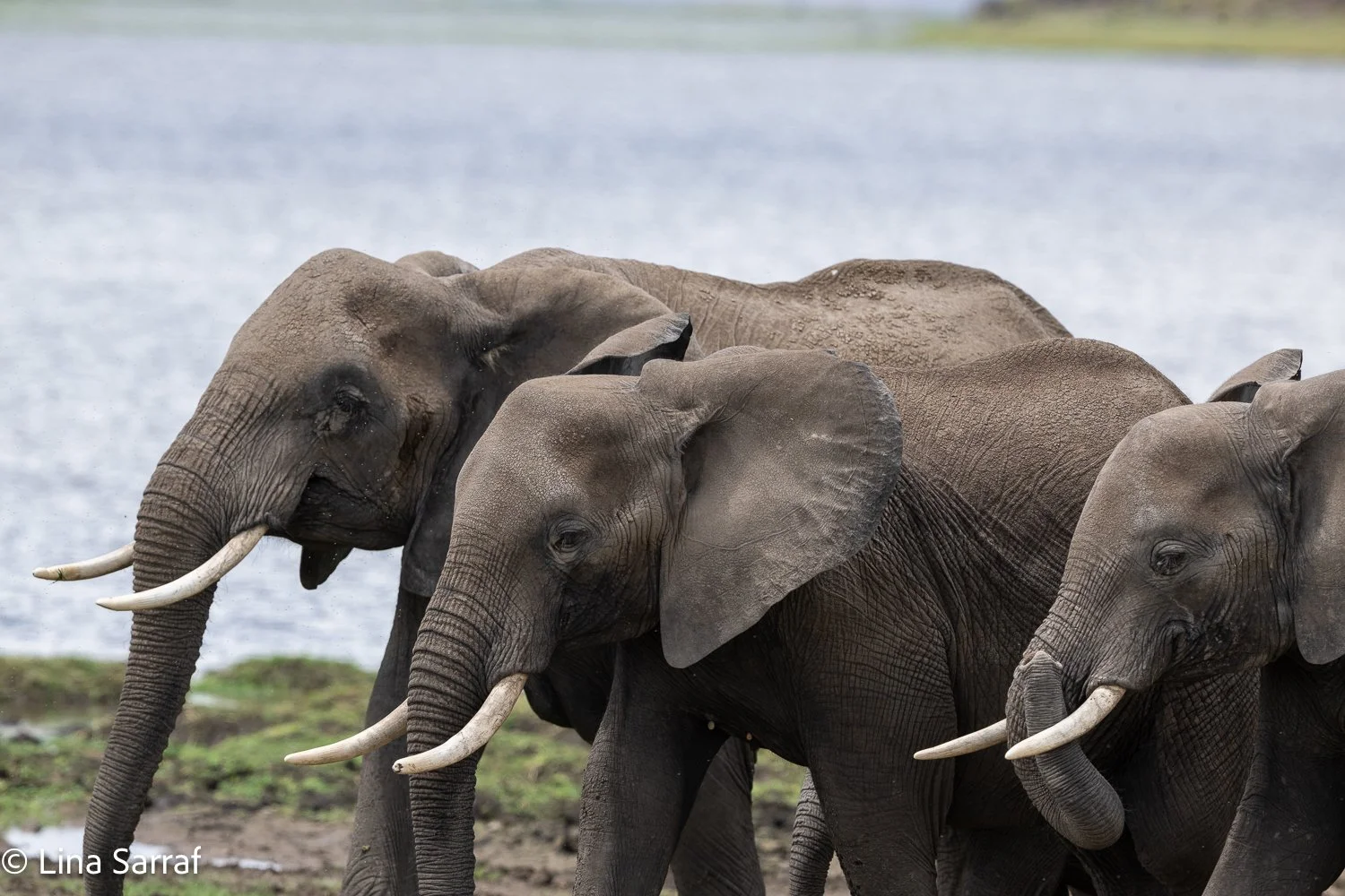  Africa Z9D_86891419.jpg