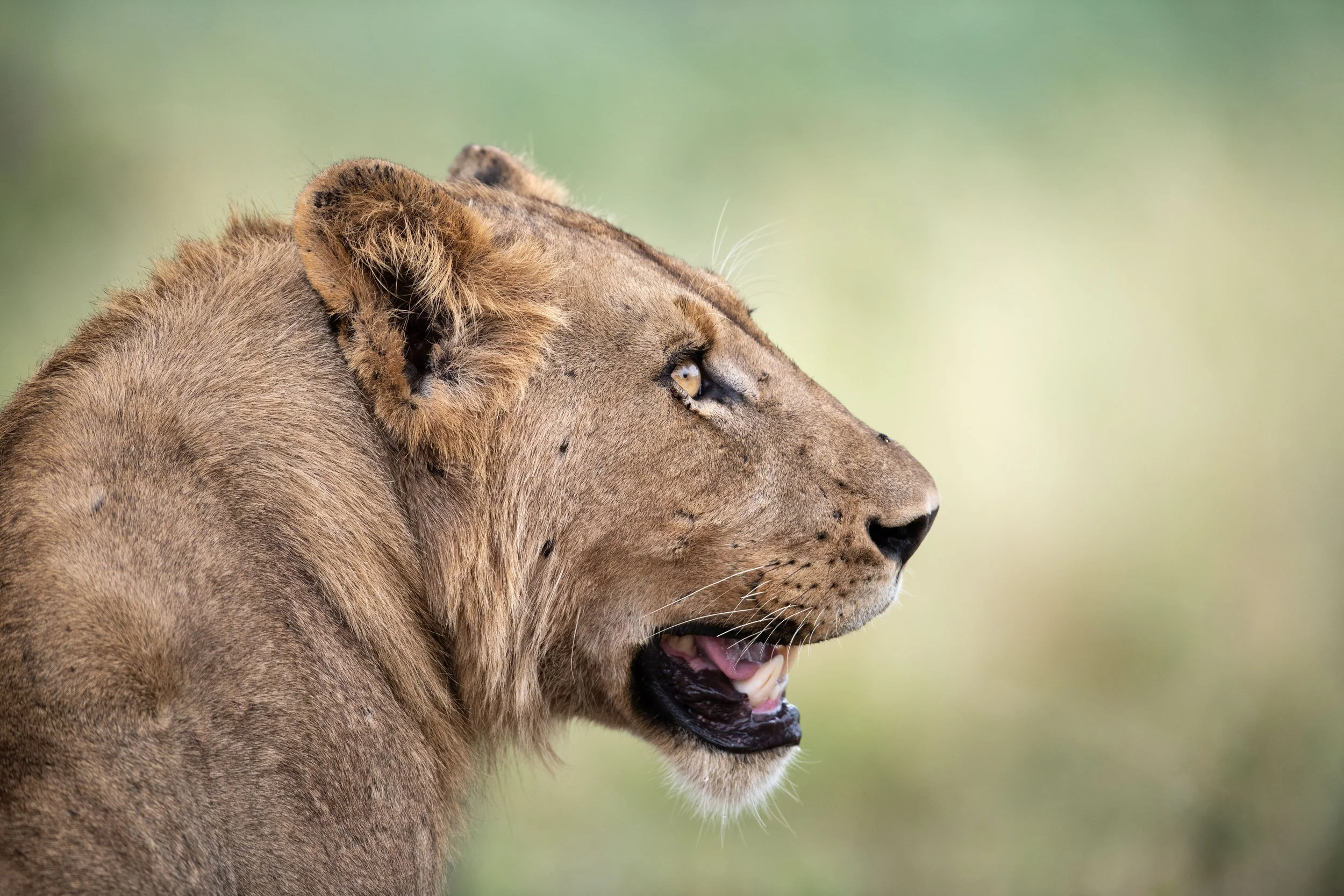 Close-up of a lioness with a focused expression, set against a blurred green background.