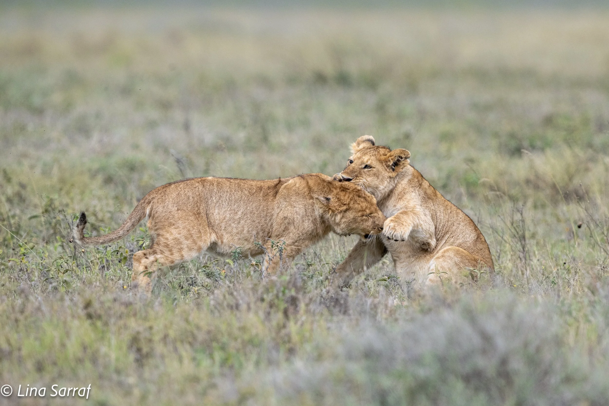  wildlife-834.jpg