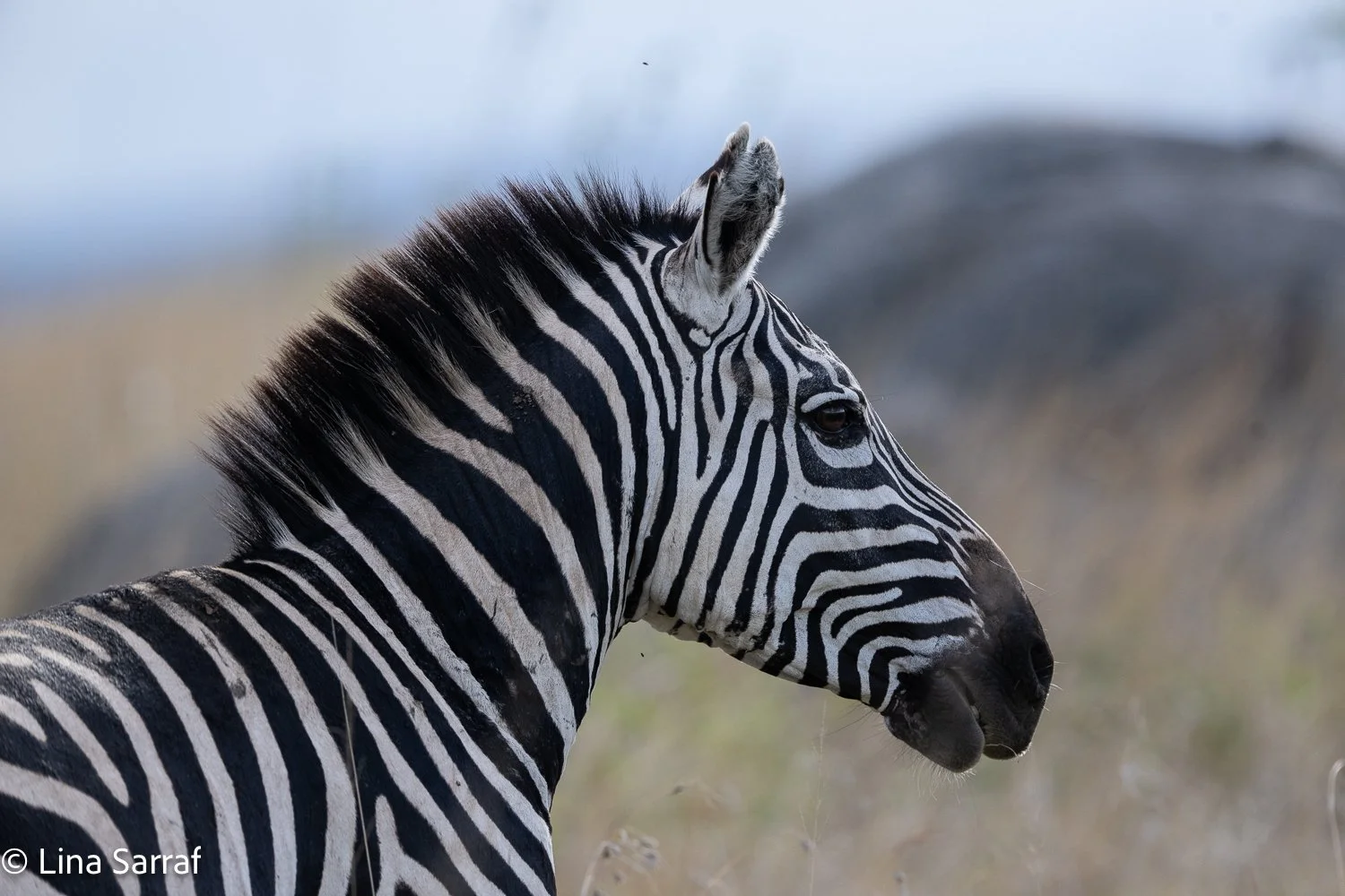  Africa Z9D_50212273.jpg