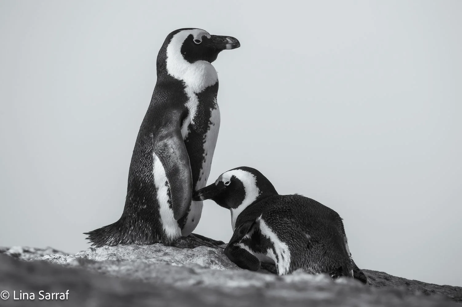  AfricaDSC_6029106.jpg