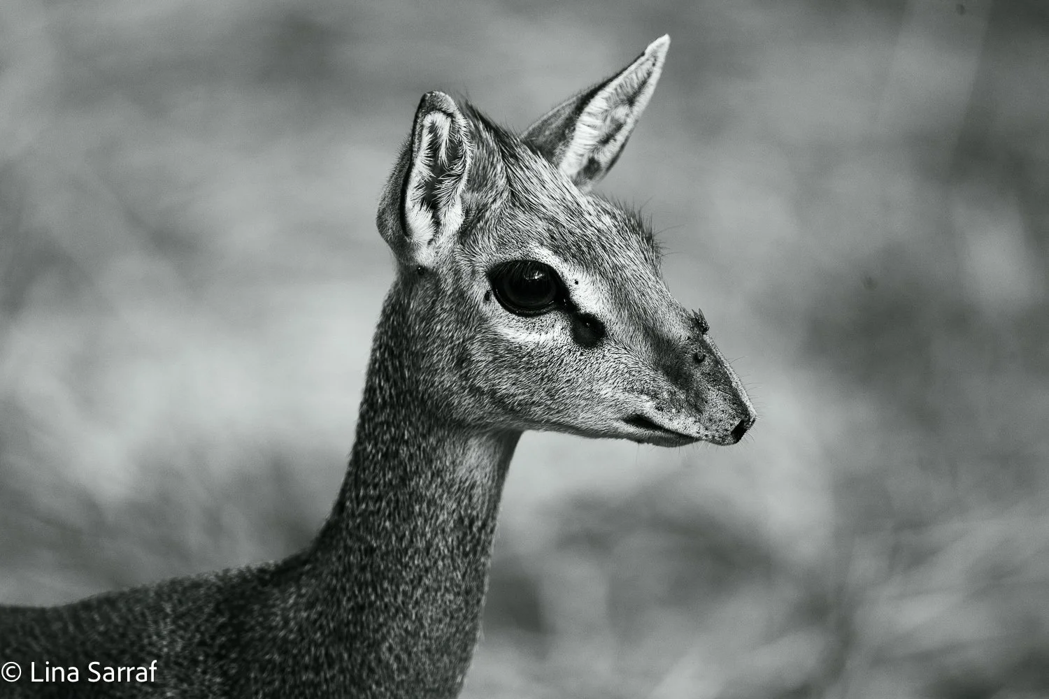  Africa Z9D_17581566.jpg