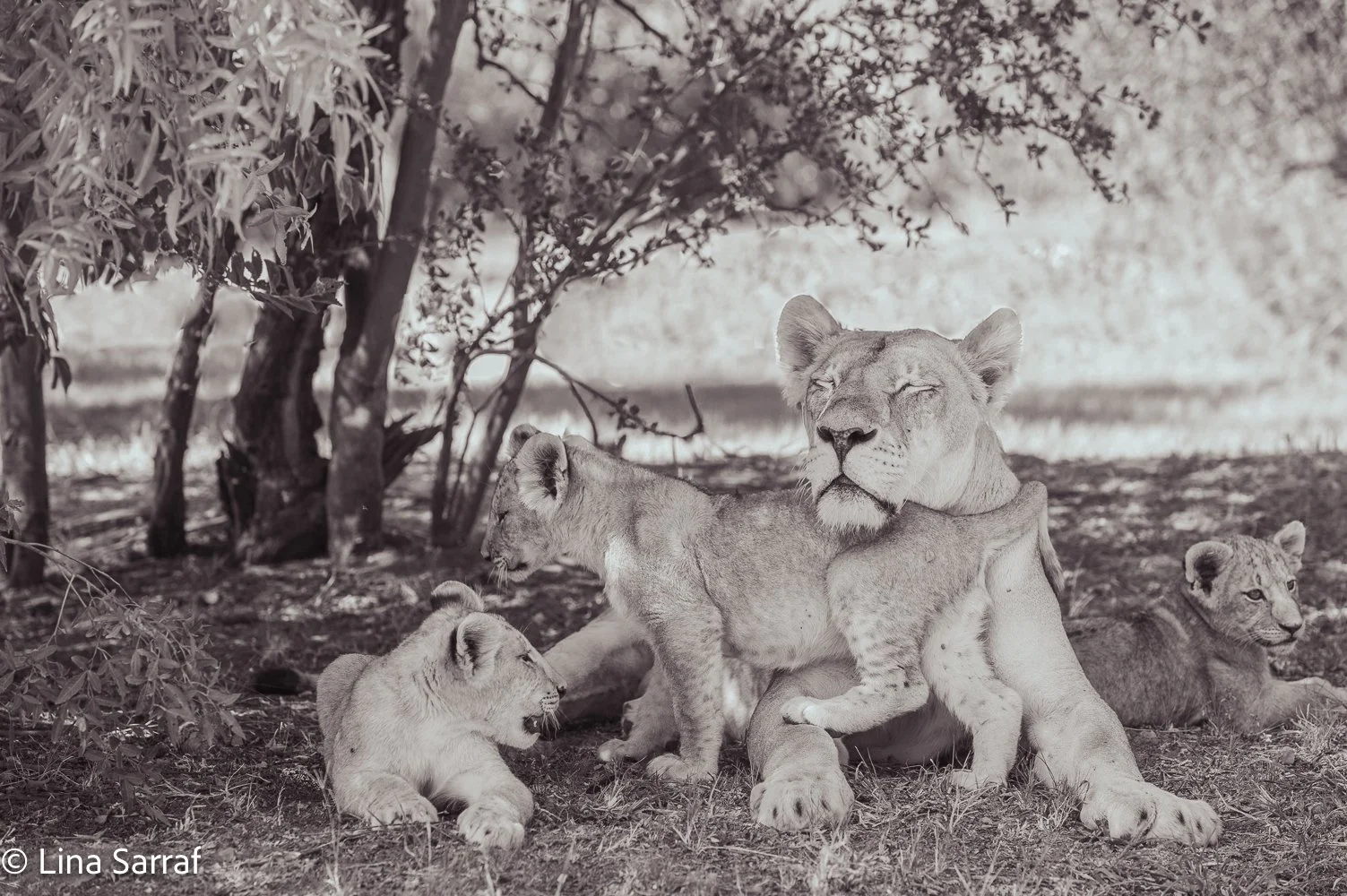  AfricaDSC_96638.jpg