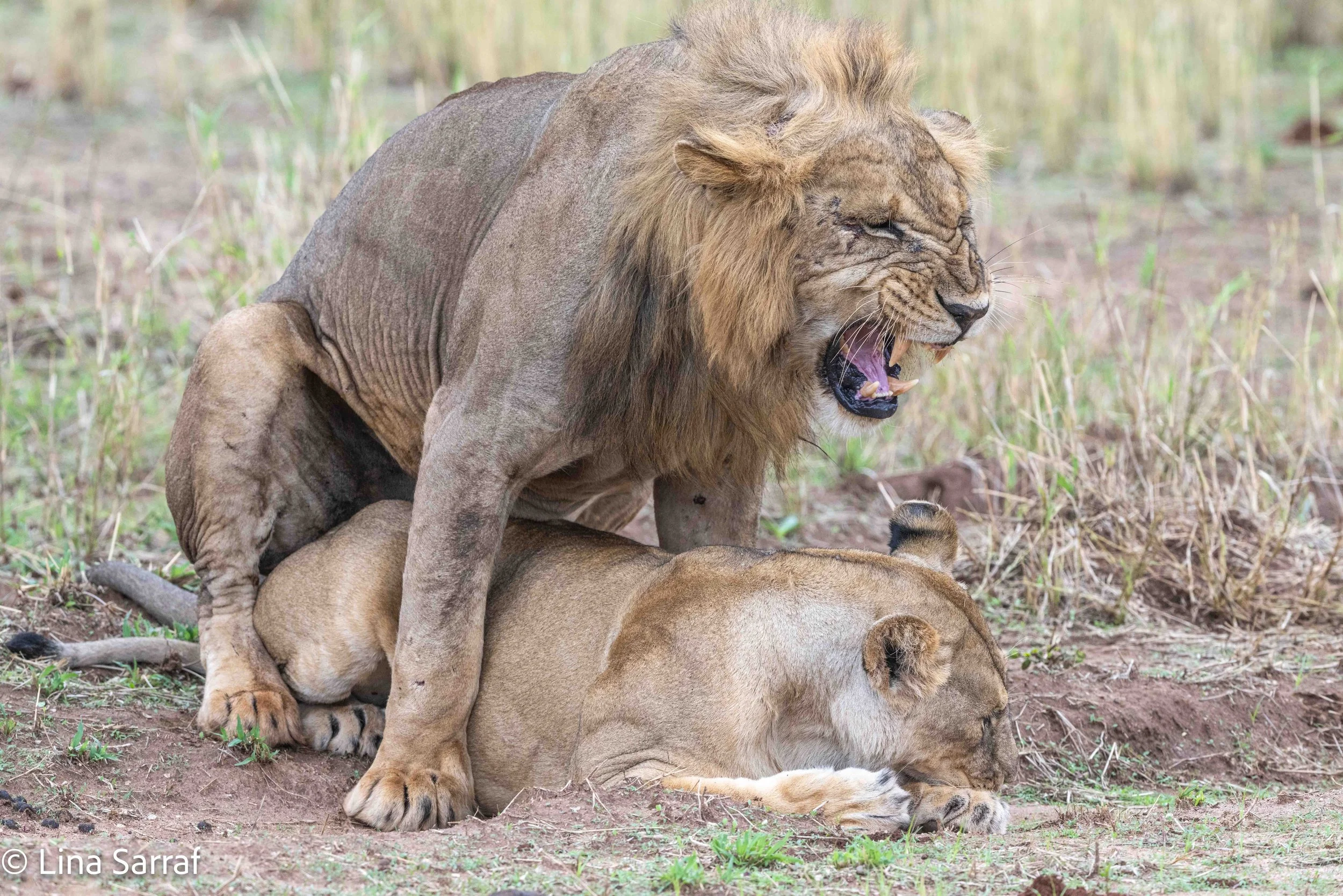  wildlife-85.jpg