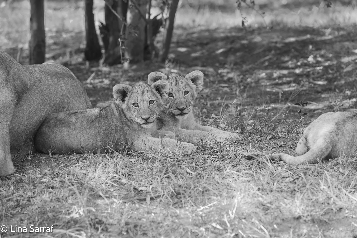  AfricaDSC_974363.jpg
