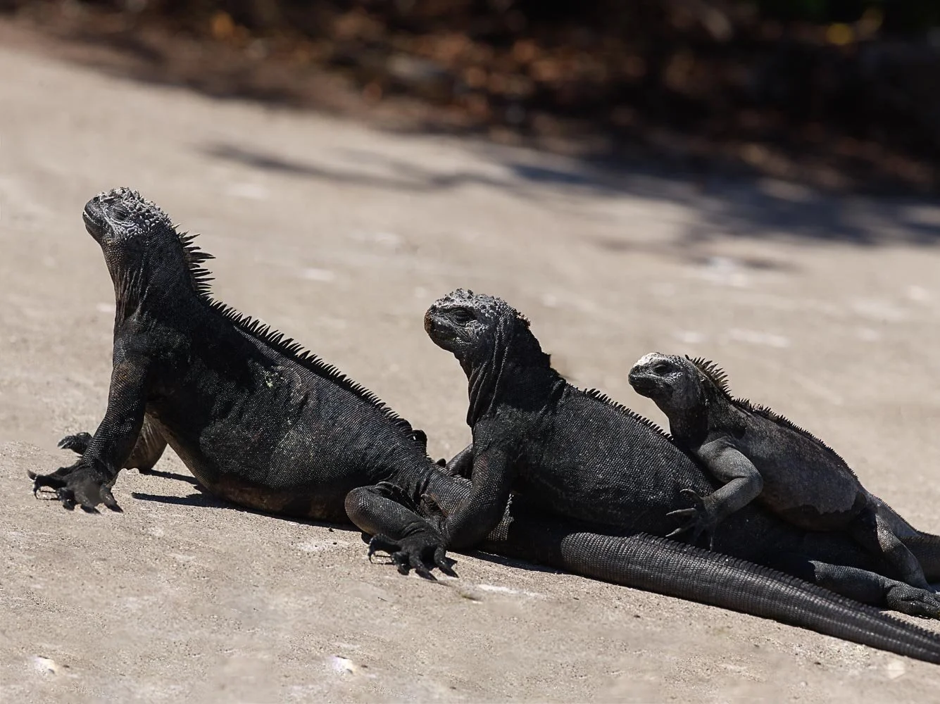  galapagos-38.jpg