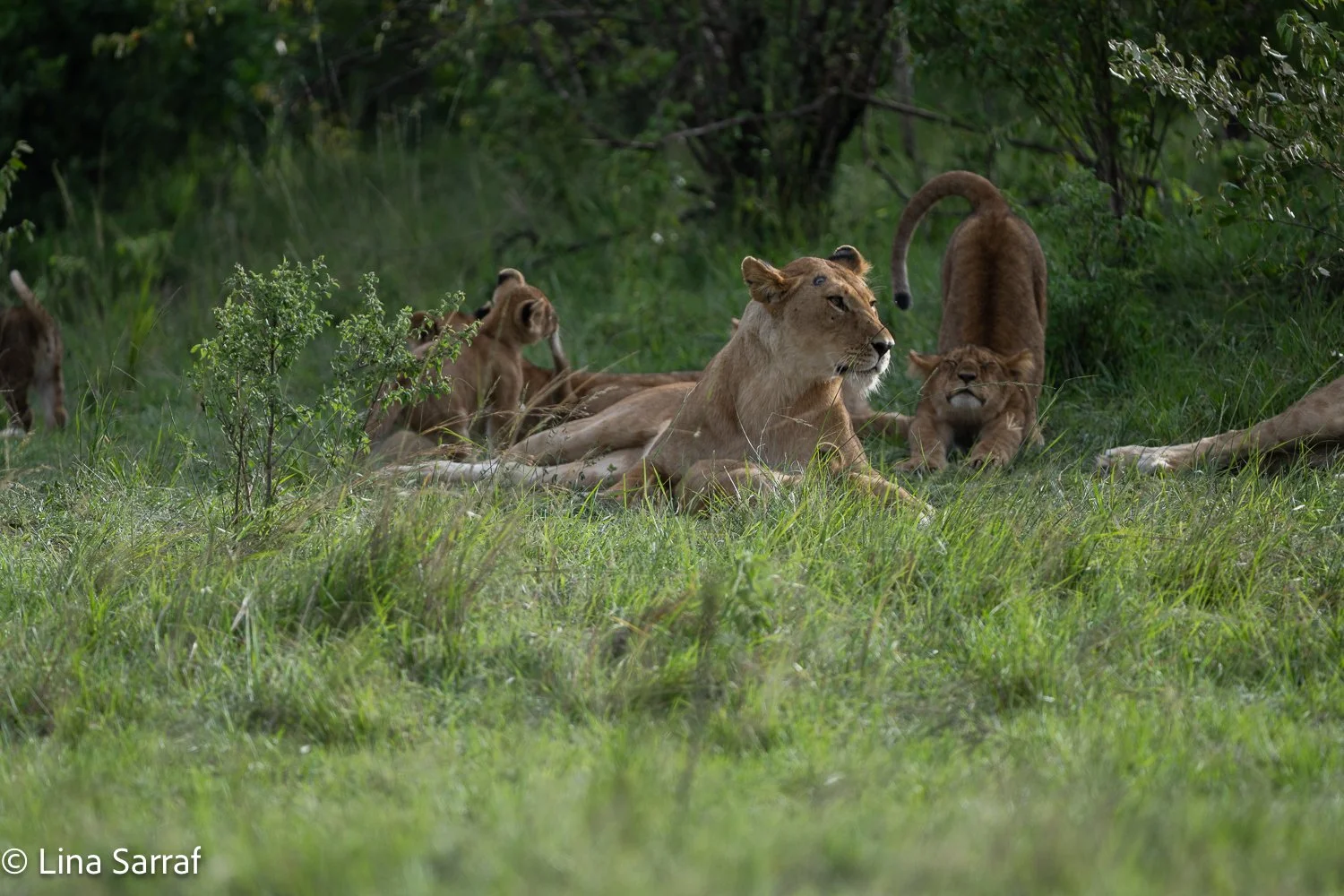  Africa Z9D_1127822.jpg