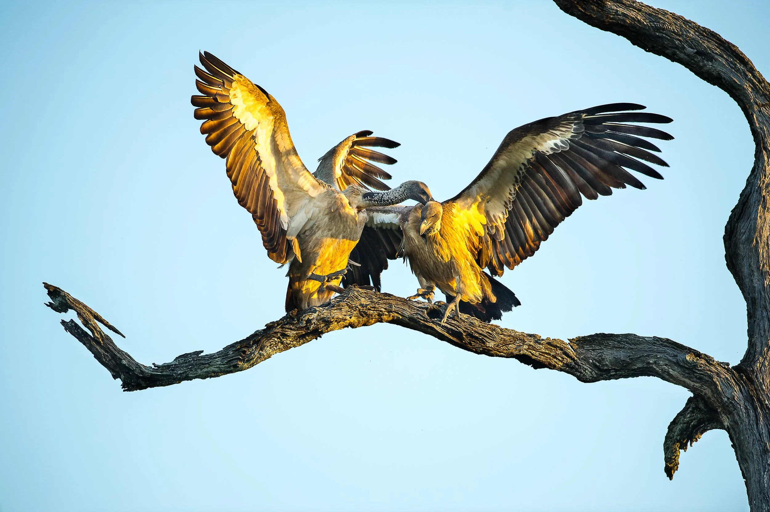 squirel monkey-123.jpg