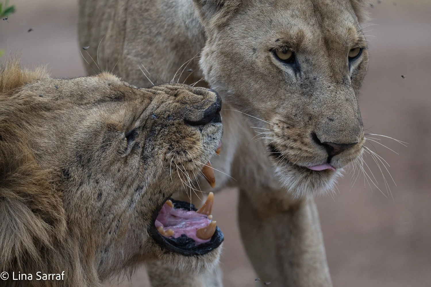  Africa Z9D_1047985.jpg