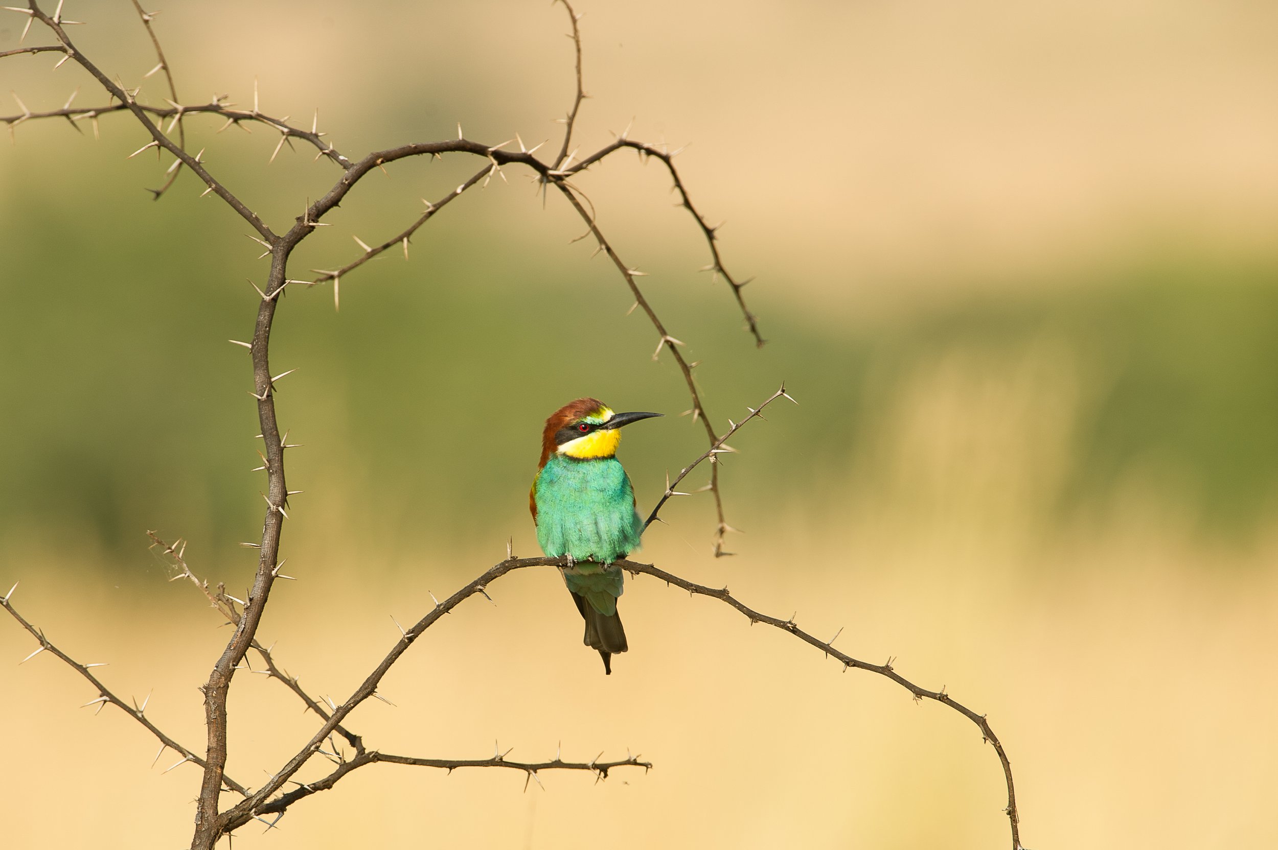 oiseau mouche-5.jpg