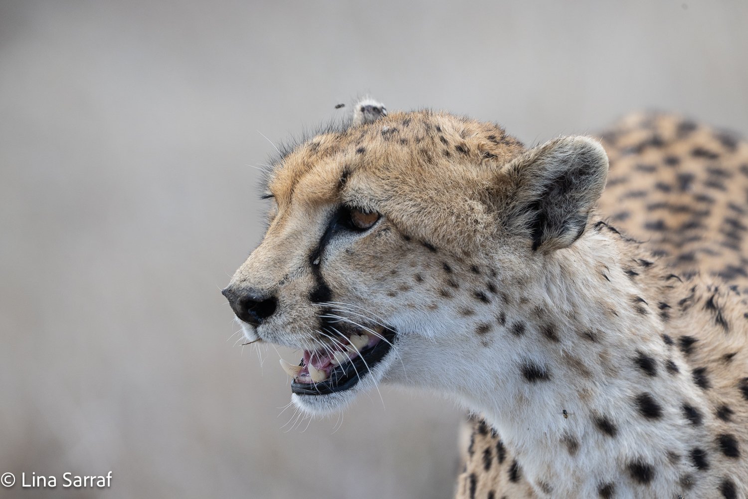  Africa Z9D_39421029.jpg