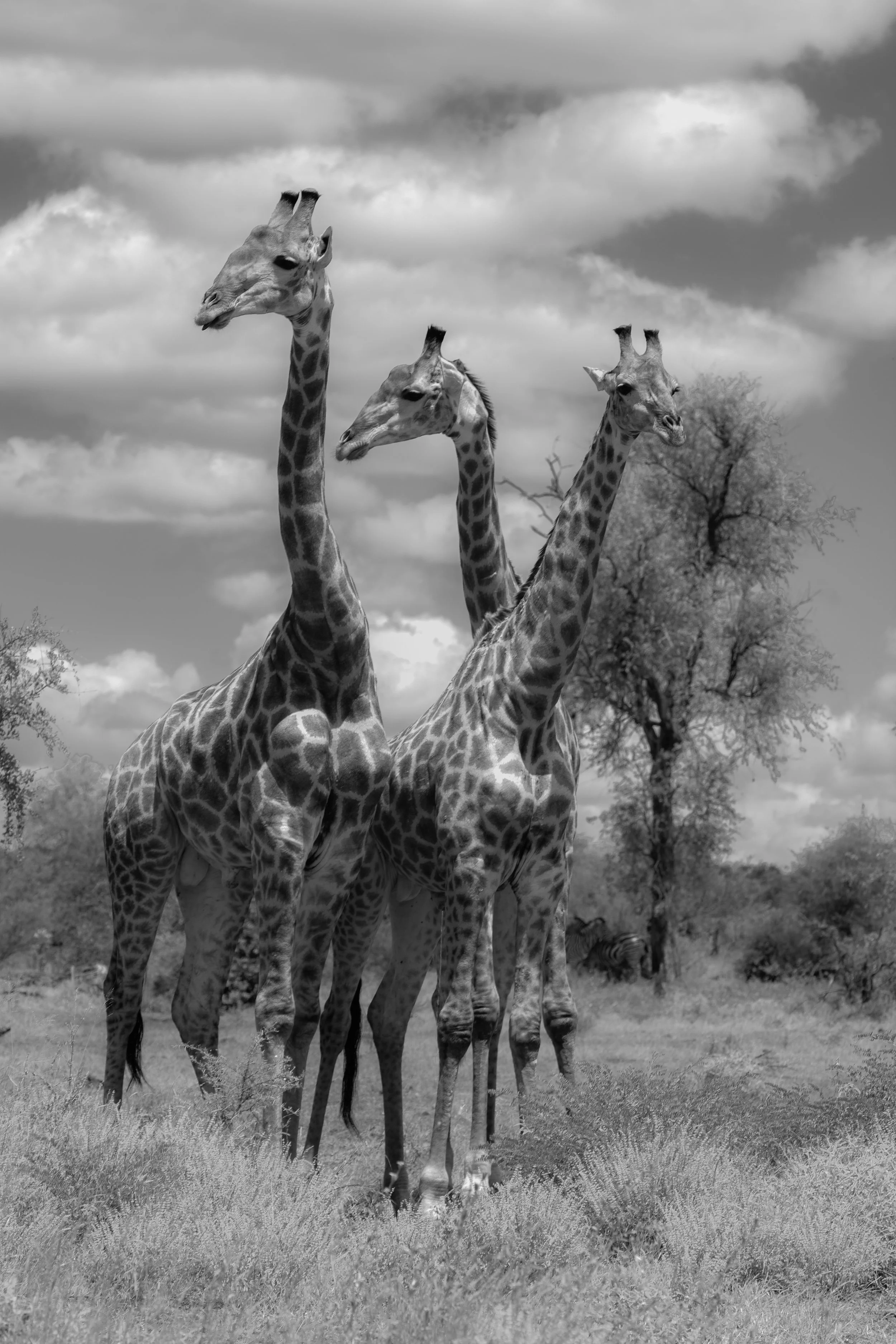  LinaSarraf_giraffe.jpg