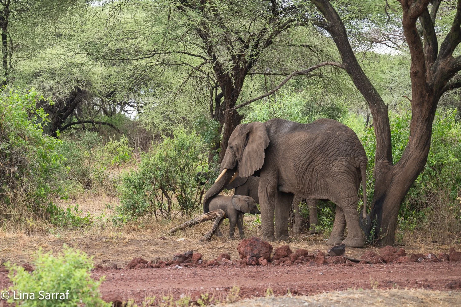  Africa Z8D_9907303.jpg