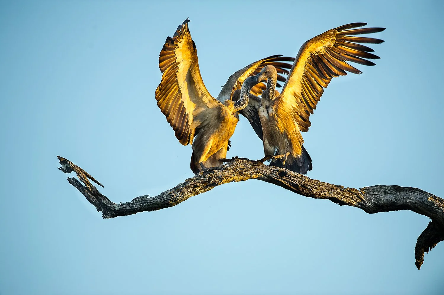 LinaSarraf_Vulture.jpg
