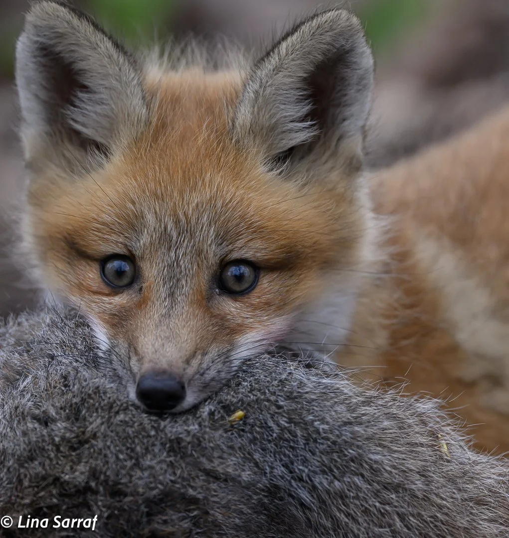 Red Fox Cub