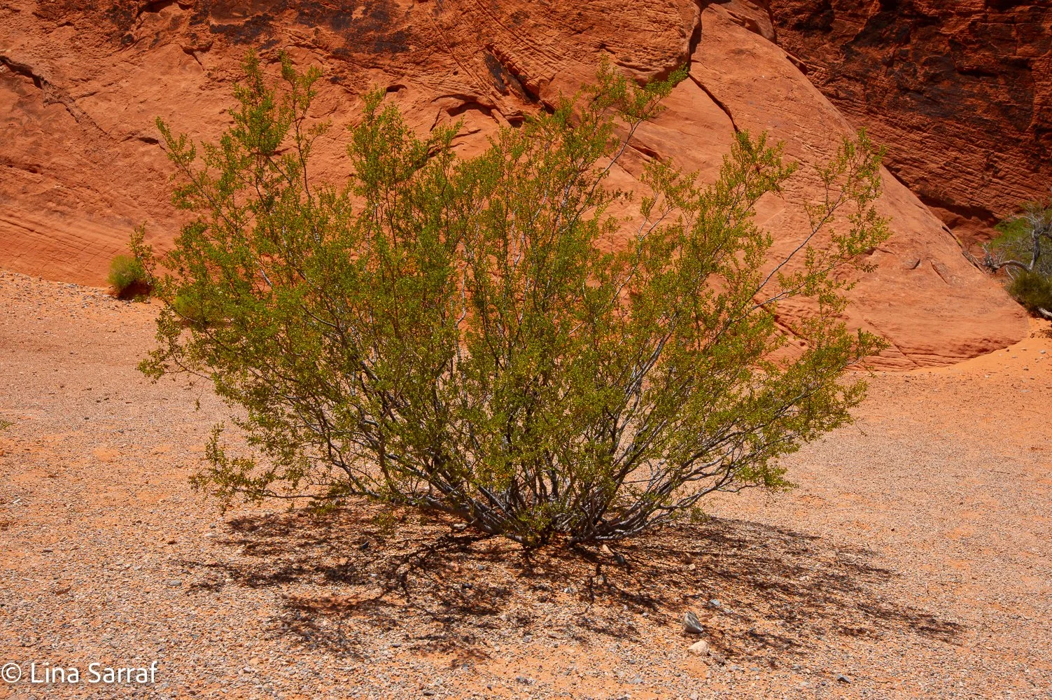  OwlDSC_375330.jpg