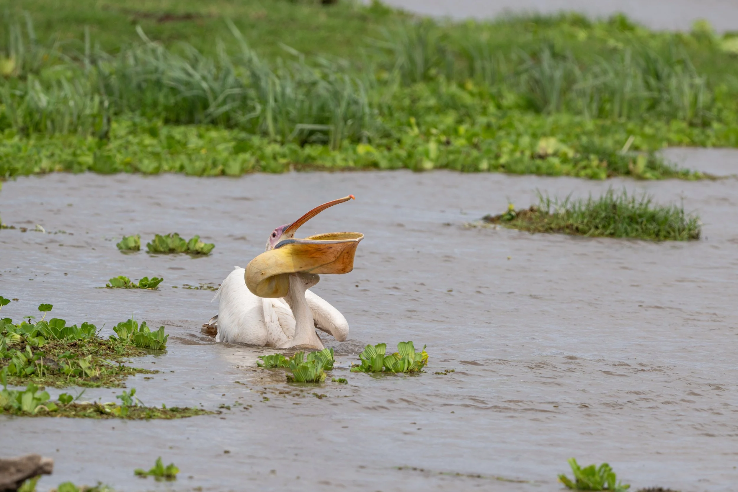  wildlife-1535.jpg