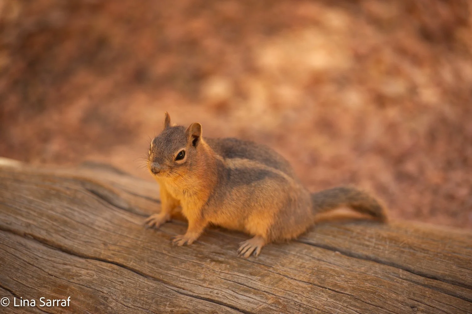  N.ParkDSC_679285.jpg