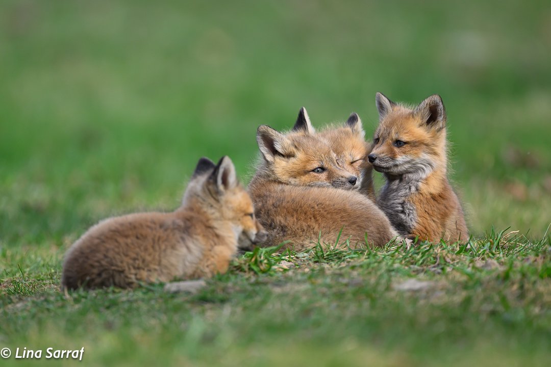 Red Fox Cubs
